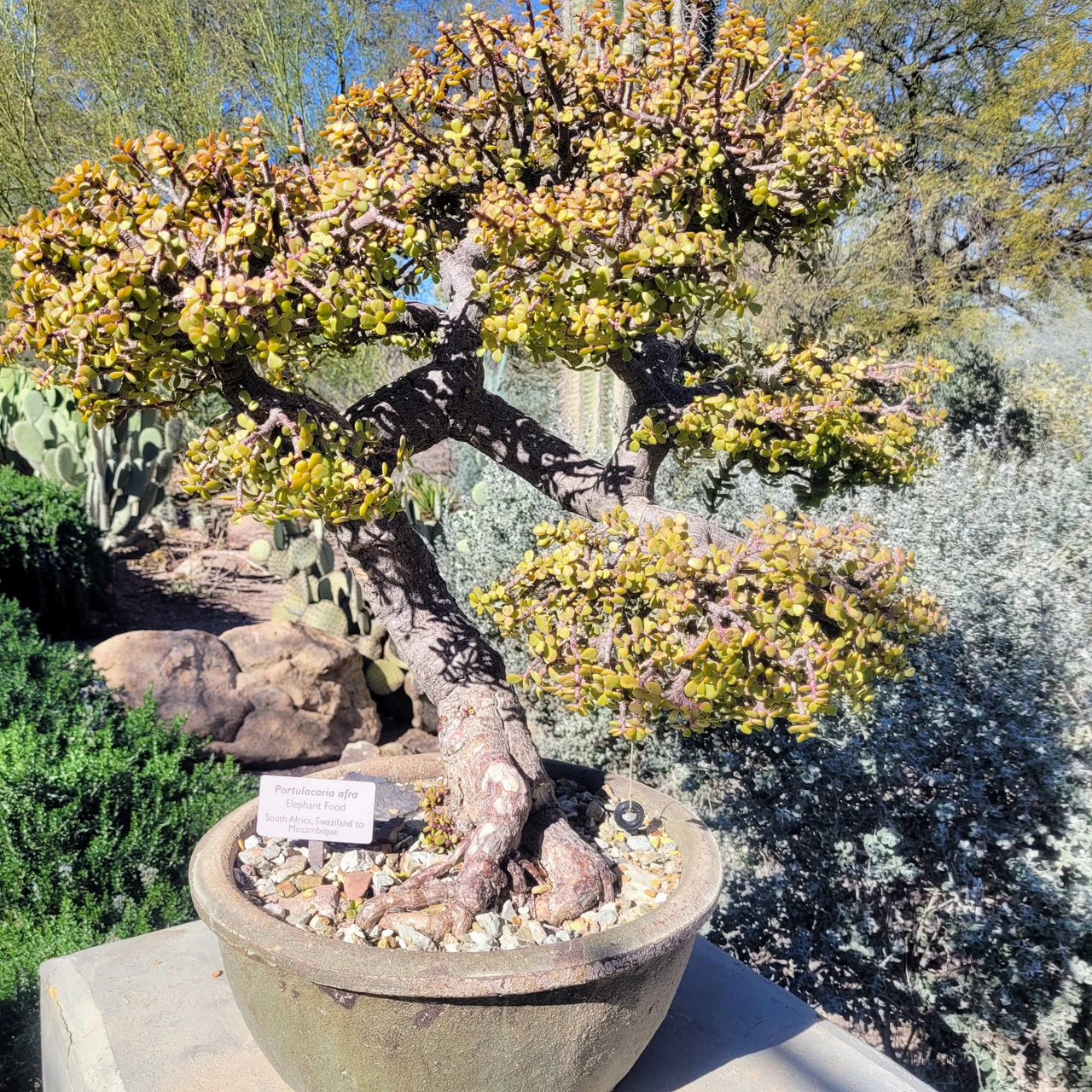 Portulacaria afra 'Green' - Elephant Bush - Mountain Crest Gardens