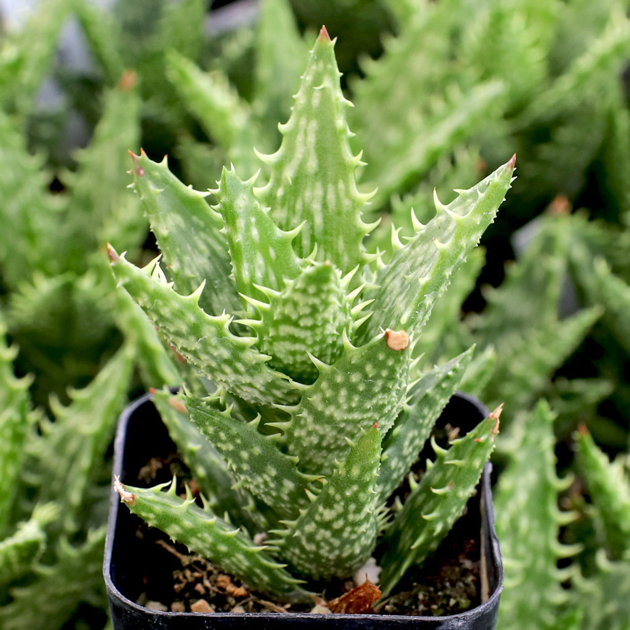 Aloe juvenna - Tiger Tooth Aloe Mountain Crest Gardens™ Aloe juvenna - Tiger Tooth Aloe Mountain Crest Gardens™