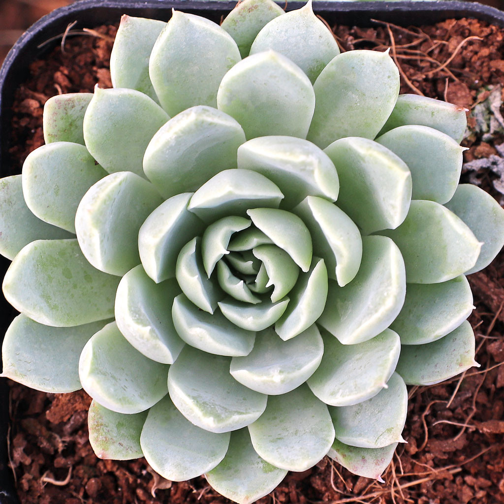 Echeveria albicans - Whitening Echeveria