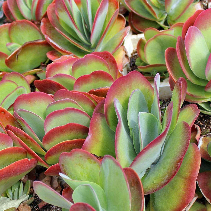 Kalanchoe Kalanchoe thyrsiflora 'Flapjack' – DesertScapeSucculent