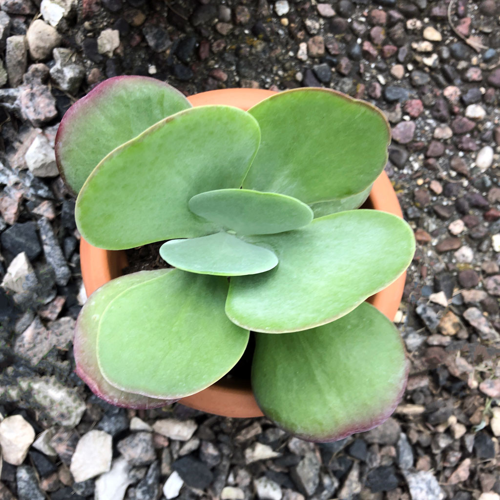 Kalanchoe luciae Paddle Plant - Mountain Crest Gardens