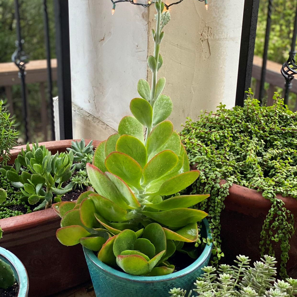 Kalanchoe luciae Paddle Plant - Mountain Crest Gardens