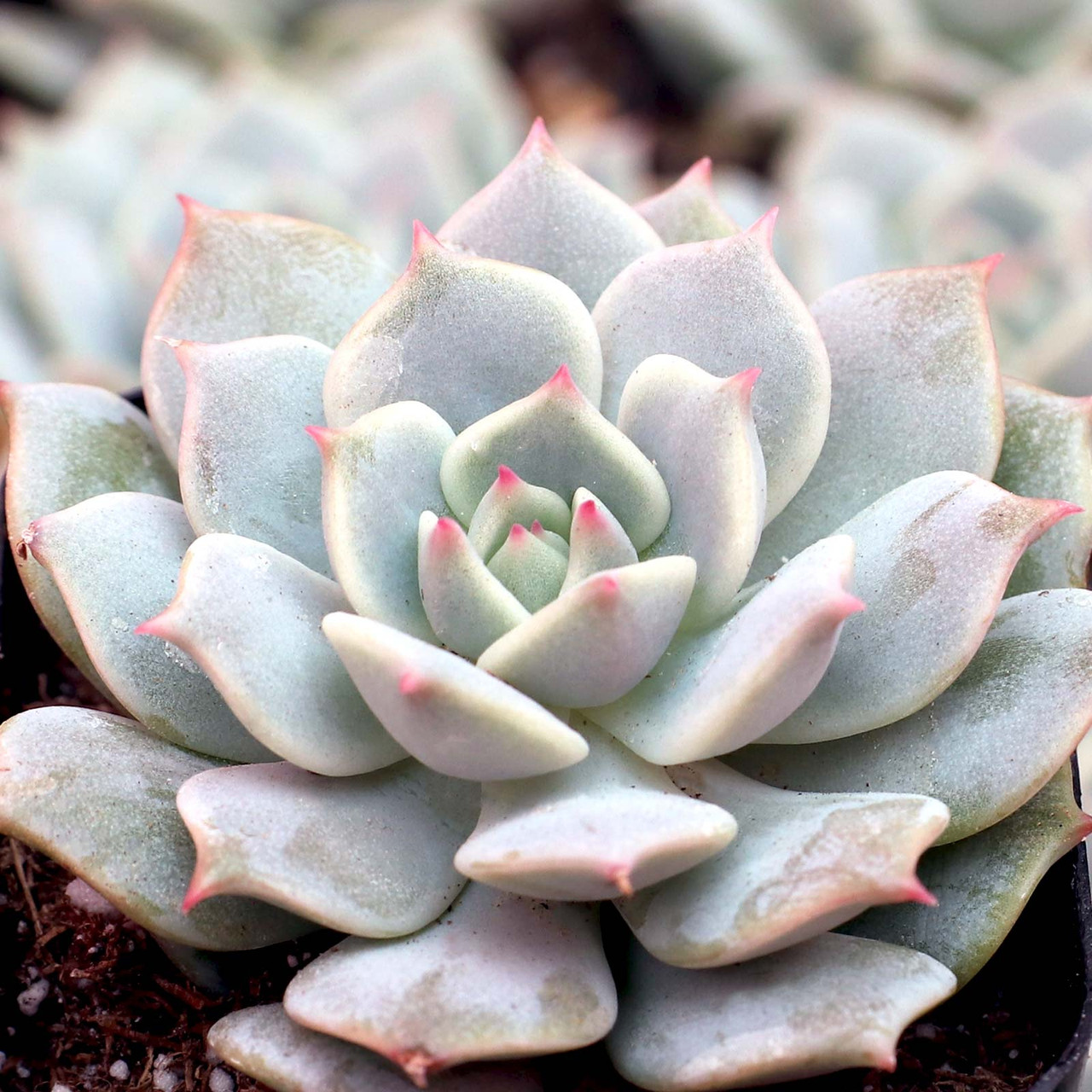 Echeveria 'Captain Hay' - Mountain Crest Gardens