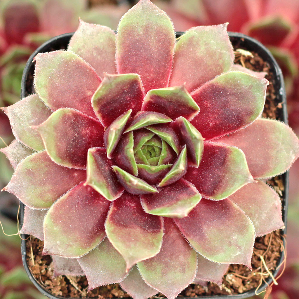 Ruby Heart - Sempervivum (Hens and Chicks)