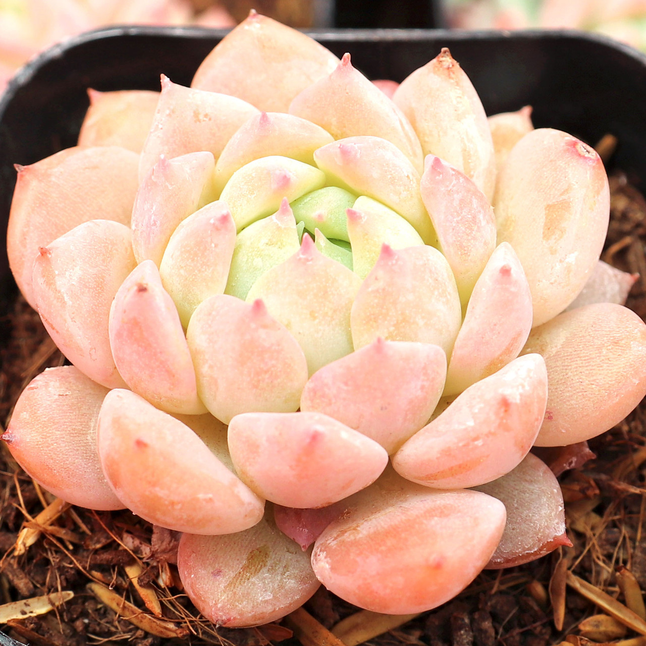 Echeveria prolifica | Mountain Crest Gardens™