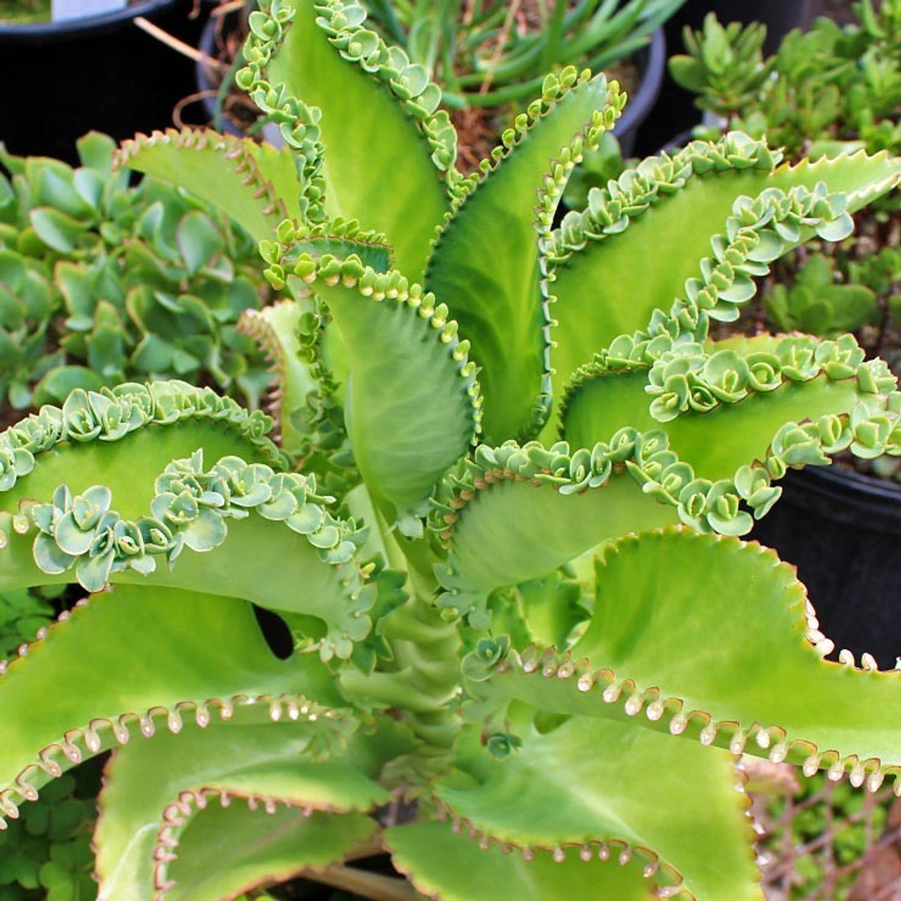 Succulant Plant Mother Of Thousands Life Plant Kalanchoes Succulents   Kalanchoe Mother Of Thousands 2  67266.1547580896 