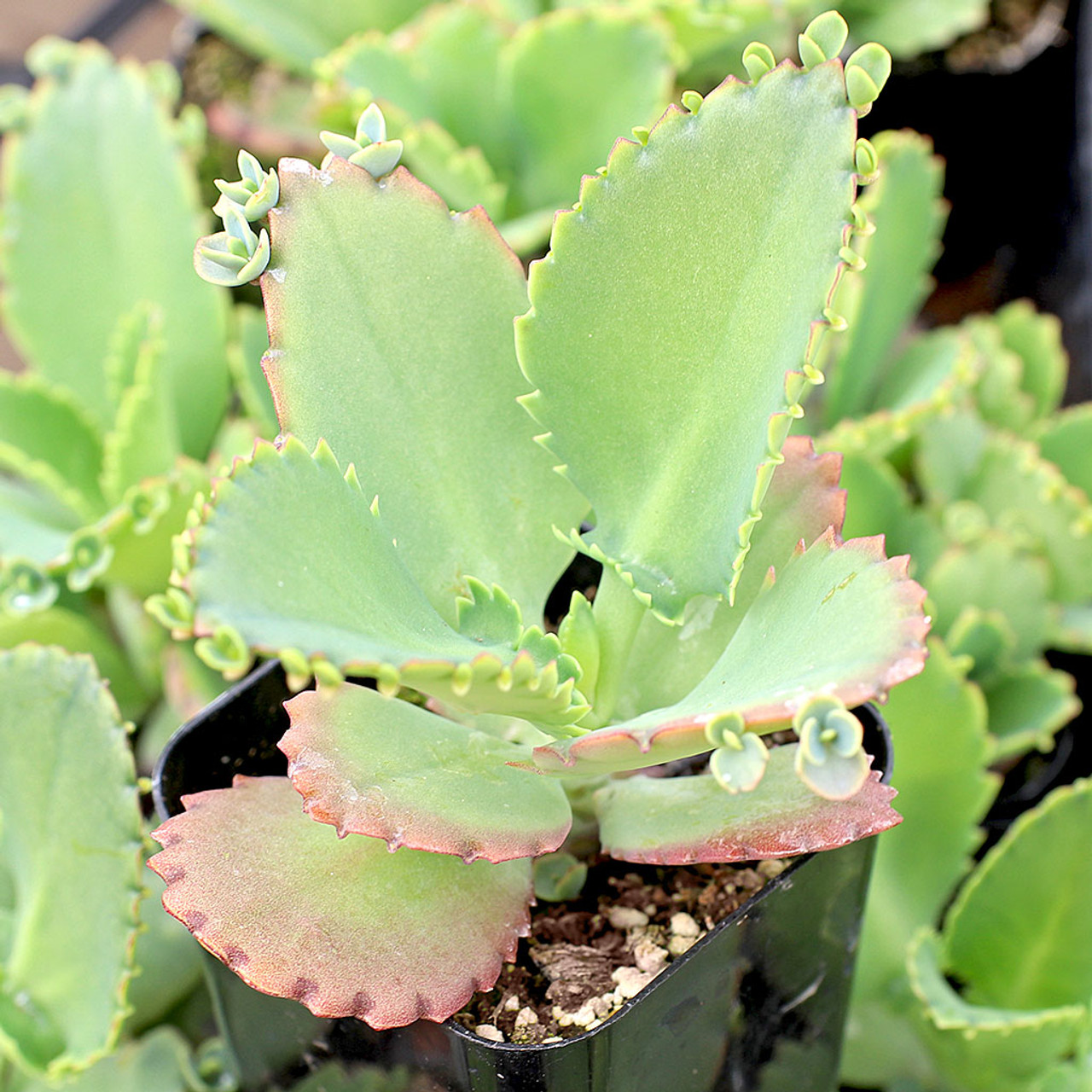 How to Care For Mother of Thousands (Kalanchoe)