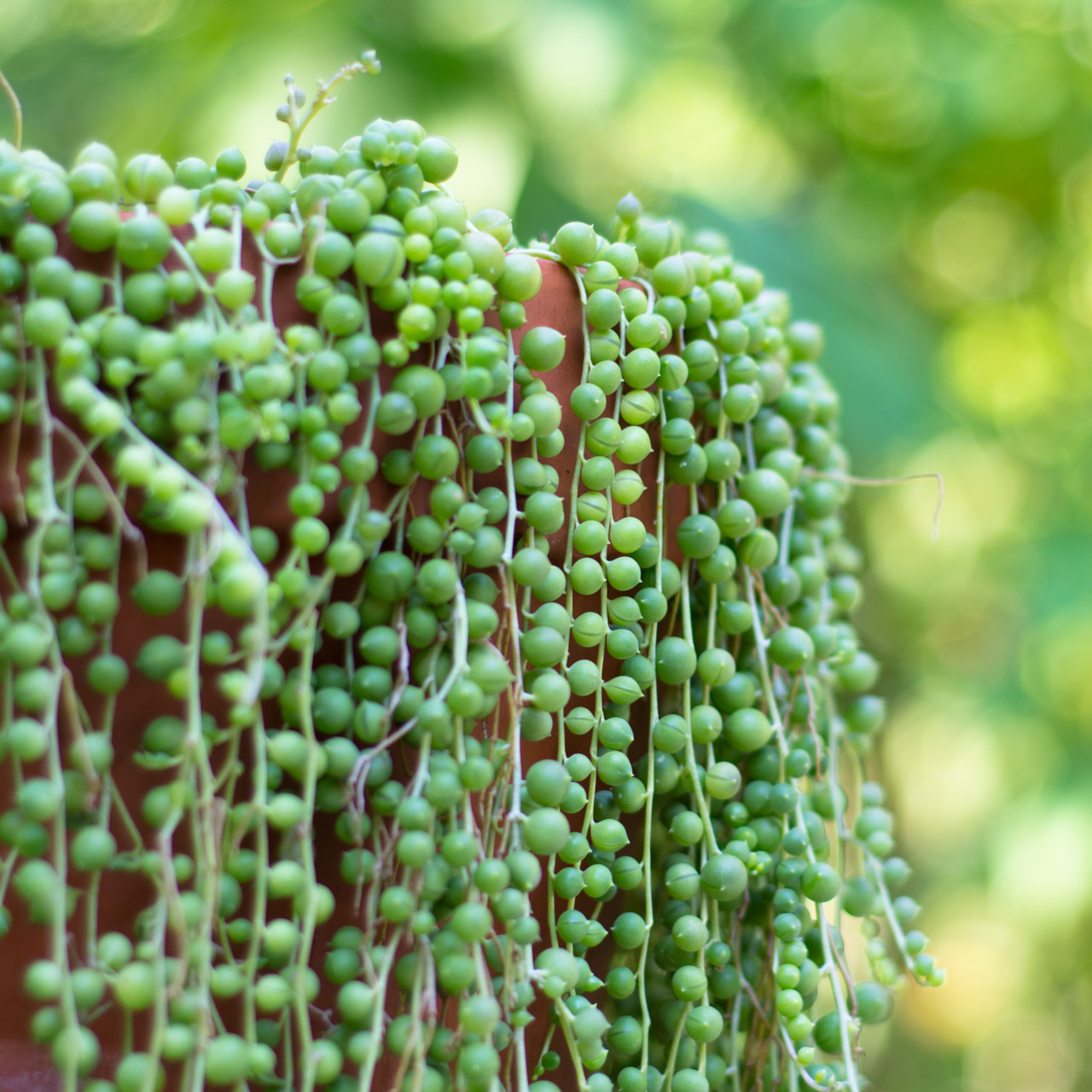 String of Pearls - Senecio rowleyanus