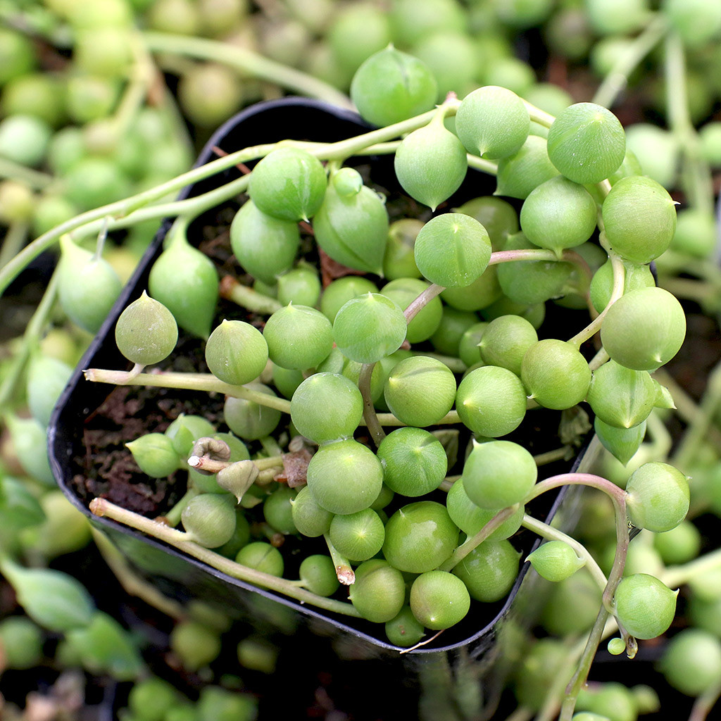 Senecio rowleyanus - String of Pearls | Single Plant