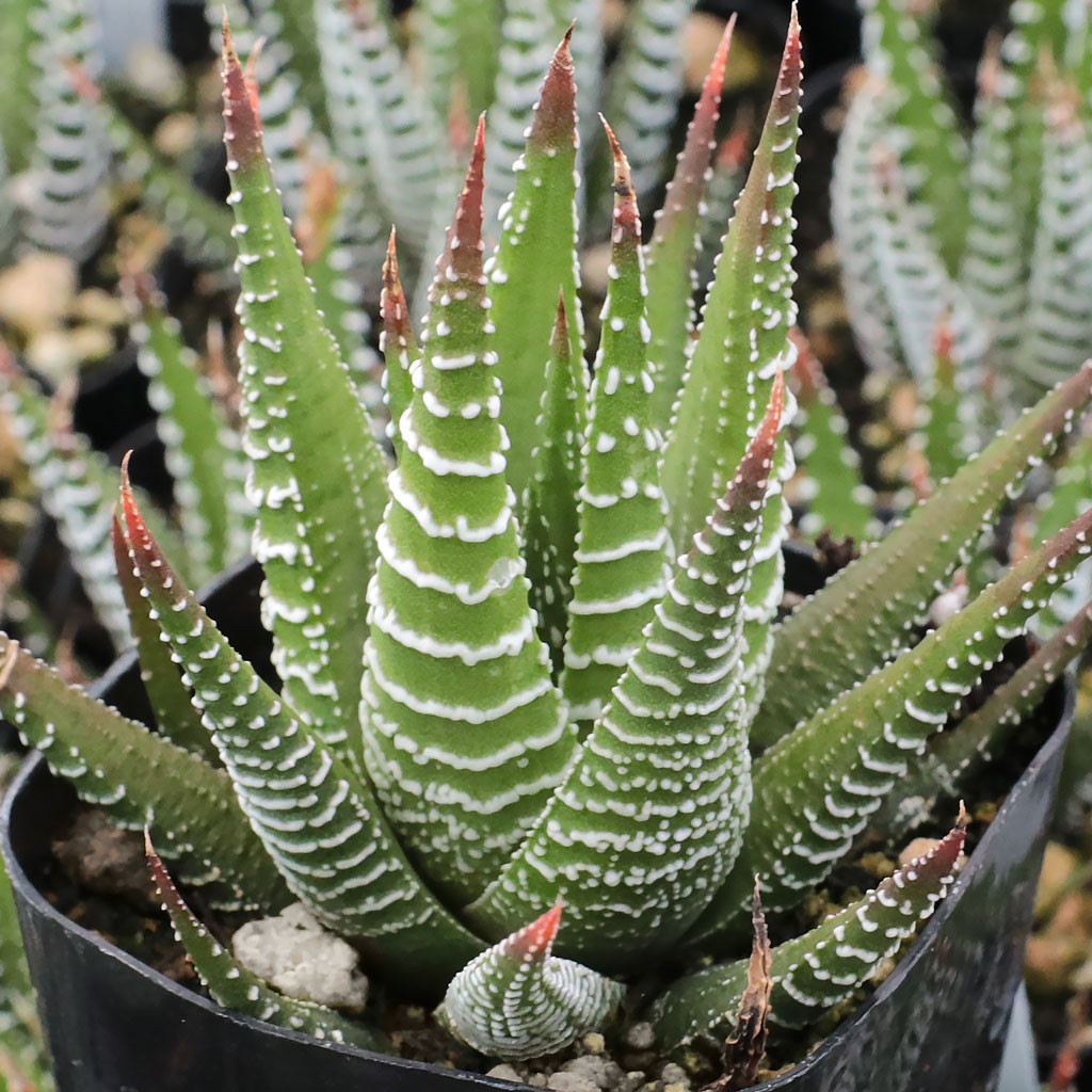elephant foot succulent plant Elephant Bush 2 inch by Succulents Box