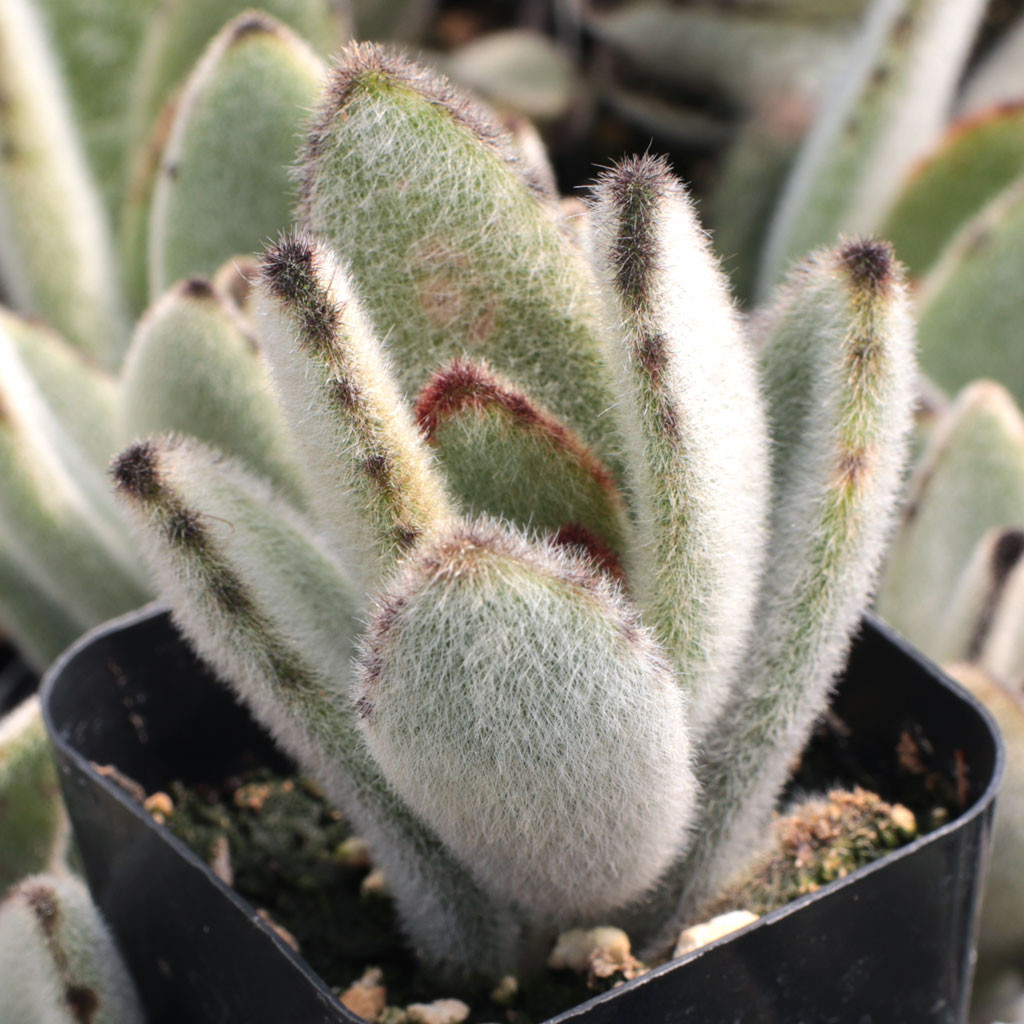 Kalanchoe Tomentosa Panda Plant Pussy Ears Donkey Ears