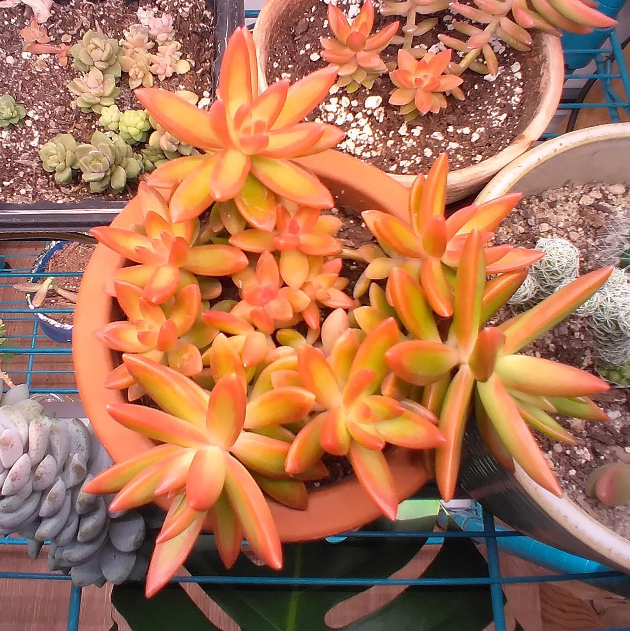 succulent stone Living Stones Succulent Mix: Pet-safe Lithops Plants – Includes 4 Succ –  Altman Plants