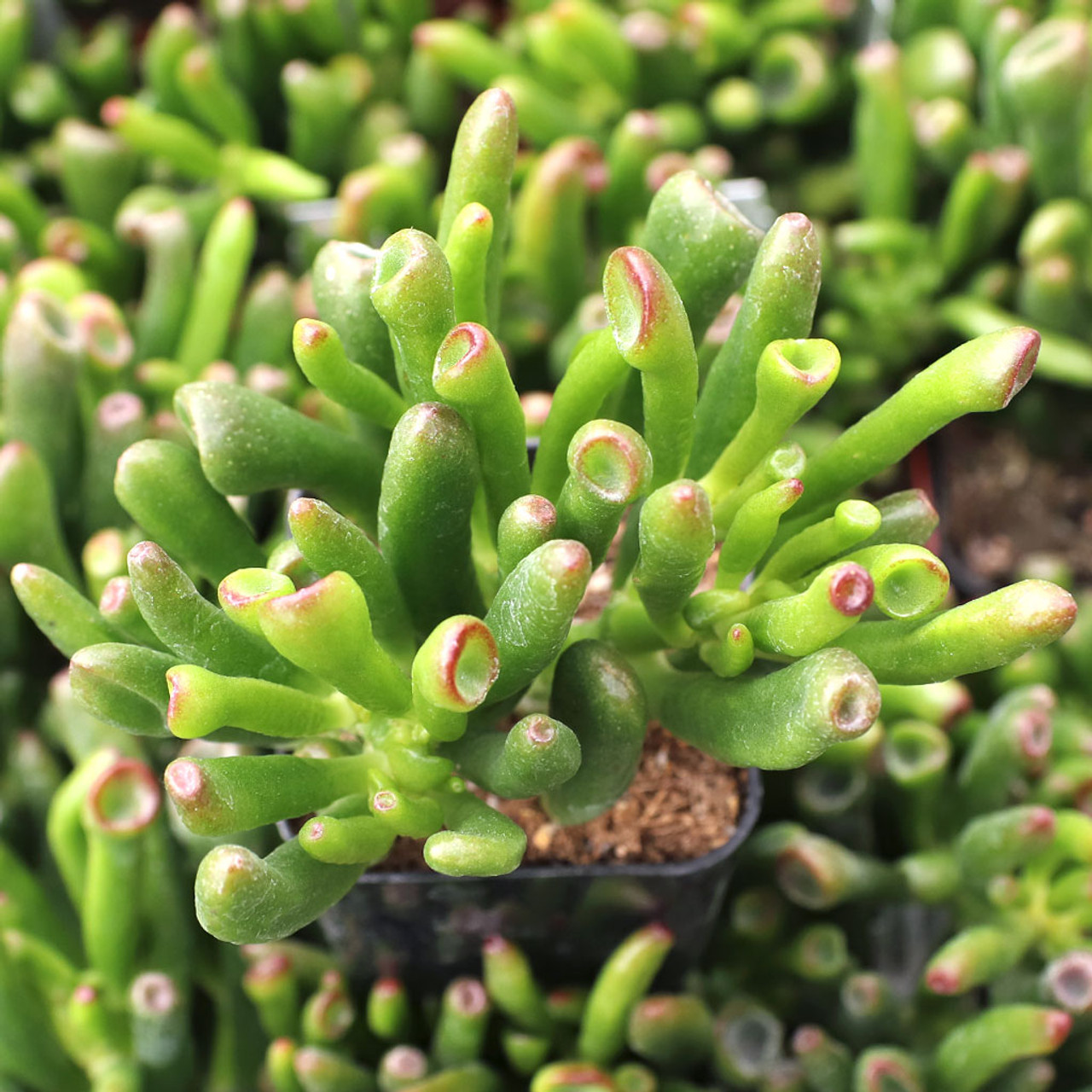 Crassula ovata 'Gollum' Jade