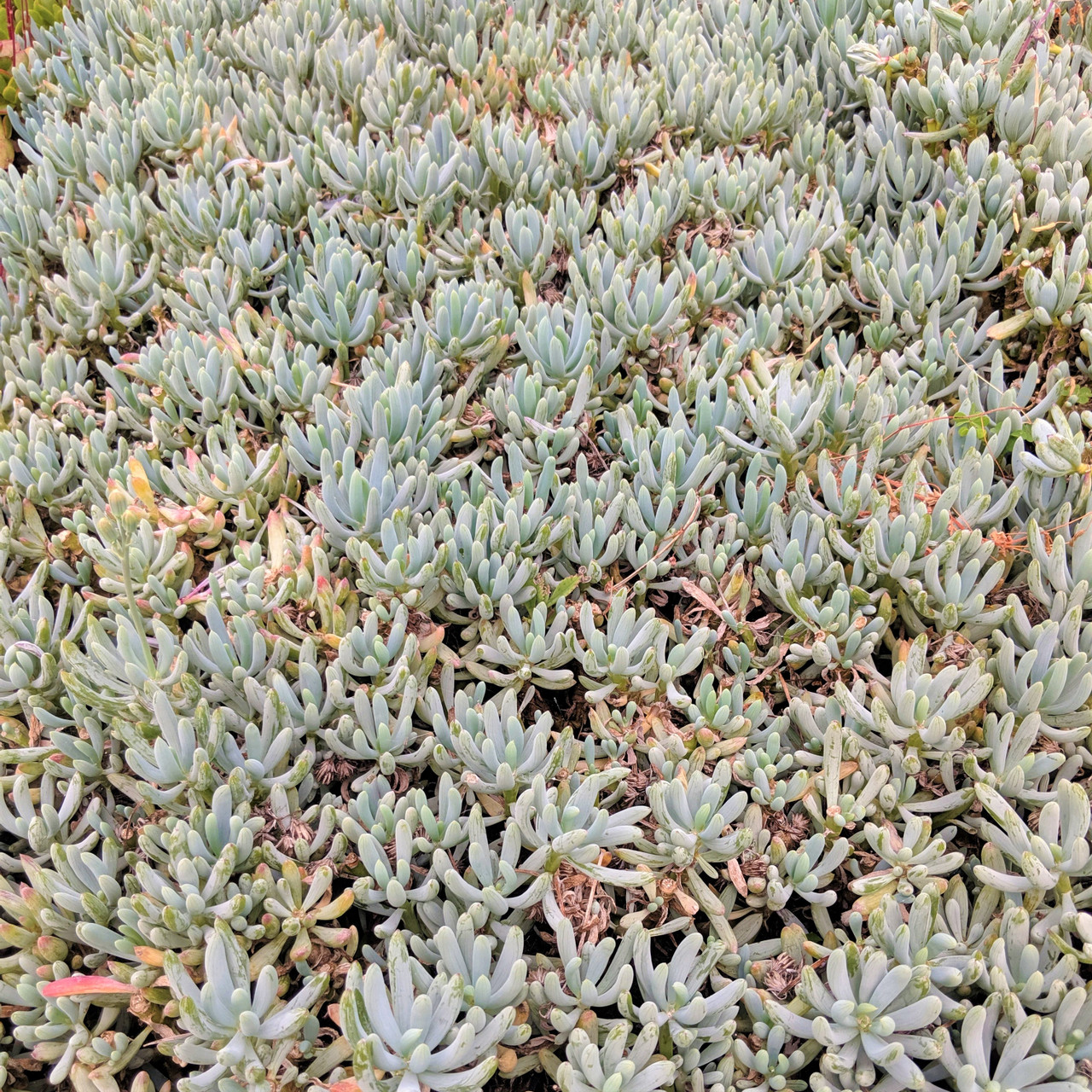 ニューユーコ！ salsation サルセーション Grey！ Sサイズ Senecio serpens - Mini Blue Chalksticks - Mountain Crest Gardens