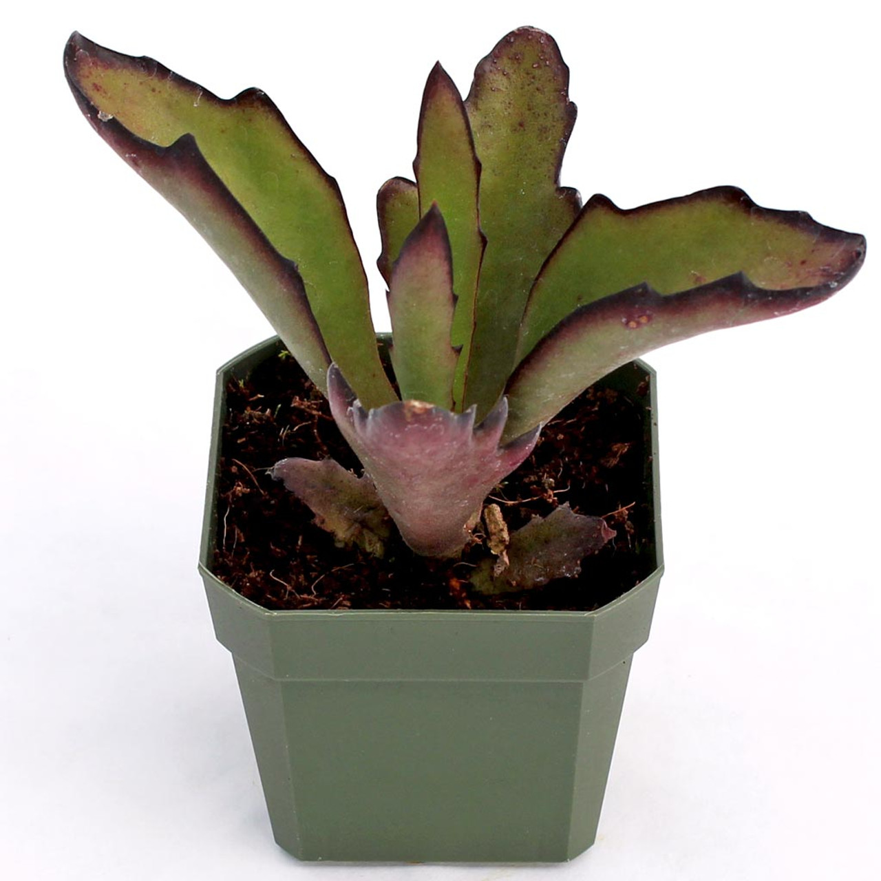 ハオルチア・アロエ Kalanchoe synsepala var. decepta Kalanchoe synsepala var. dissecta - Walking Kalanchoe