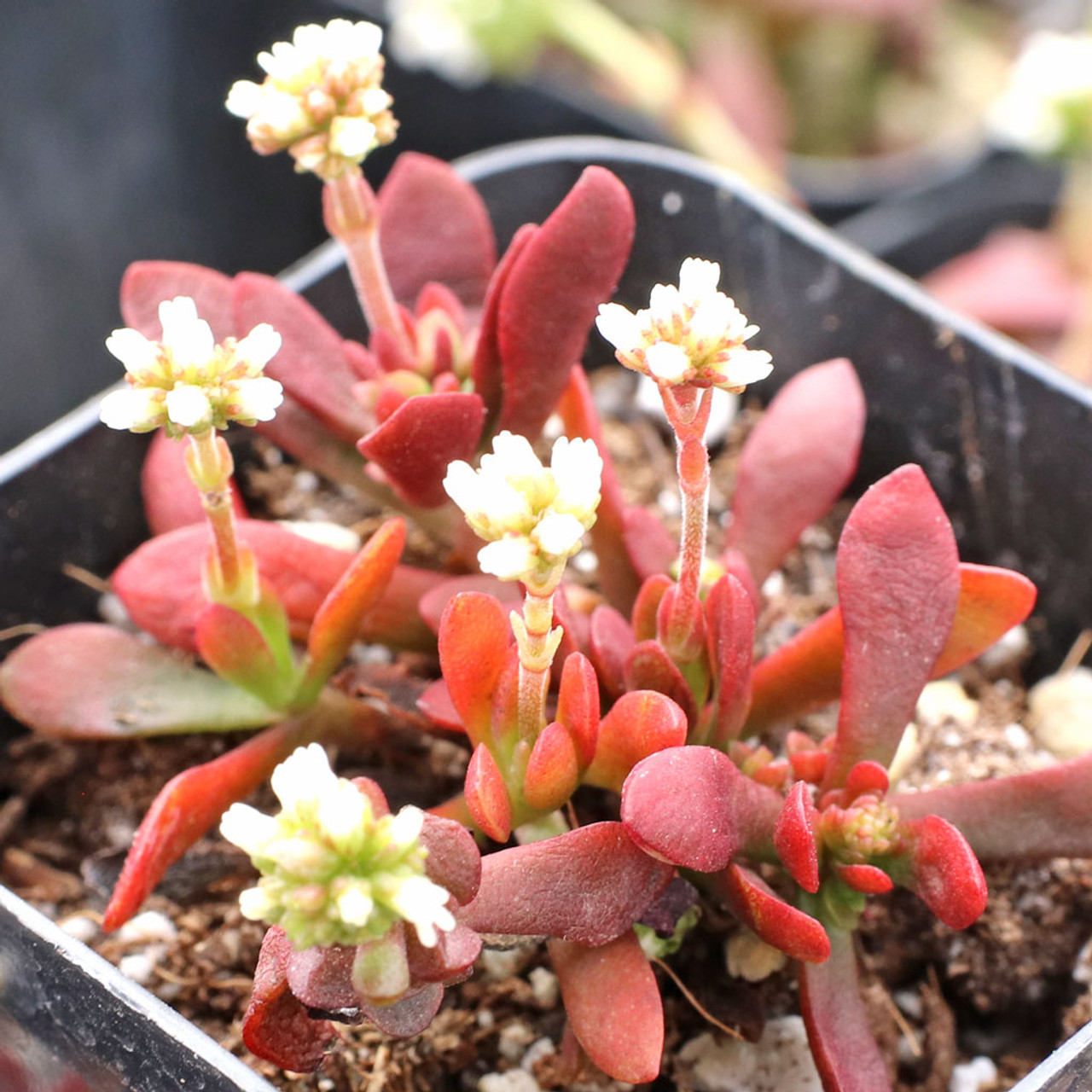 red stonecrop