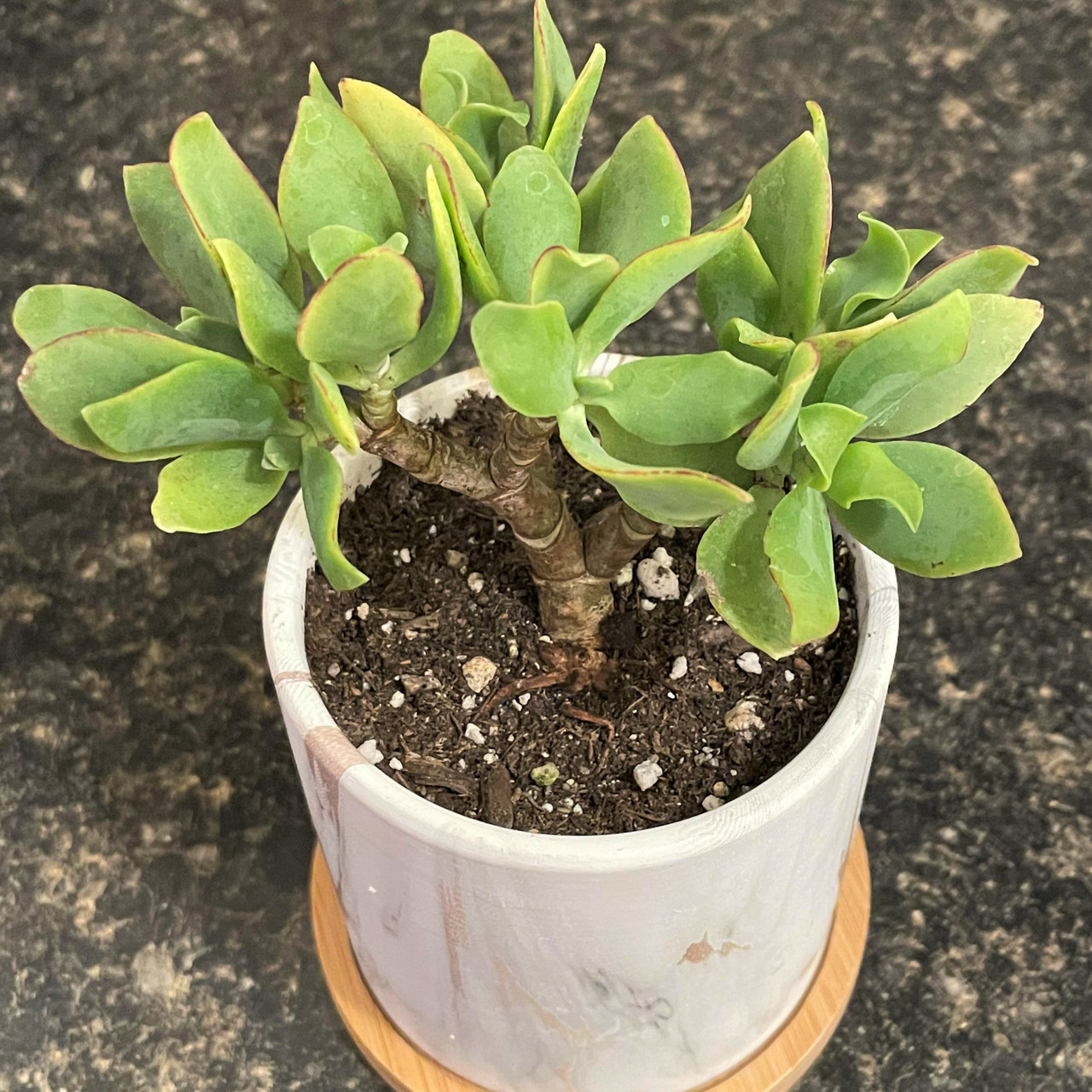 Crassula undulatifolia - Ripple Jade