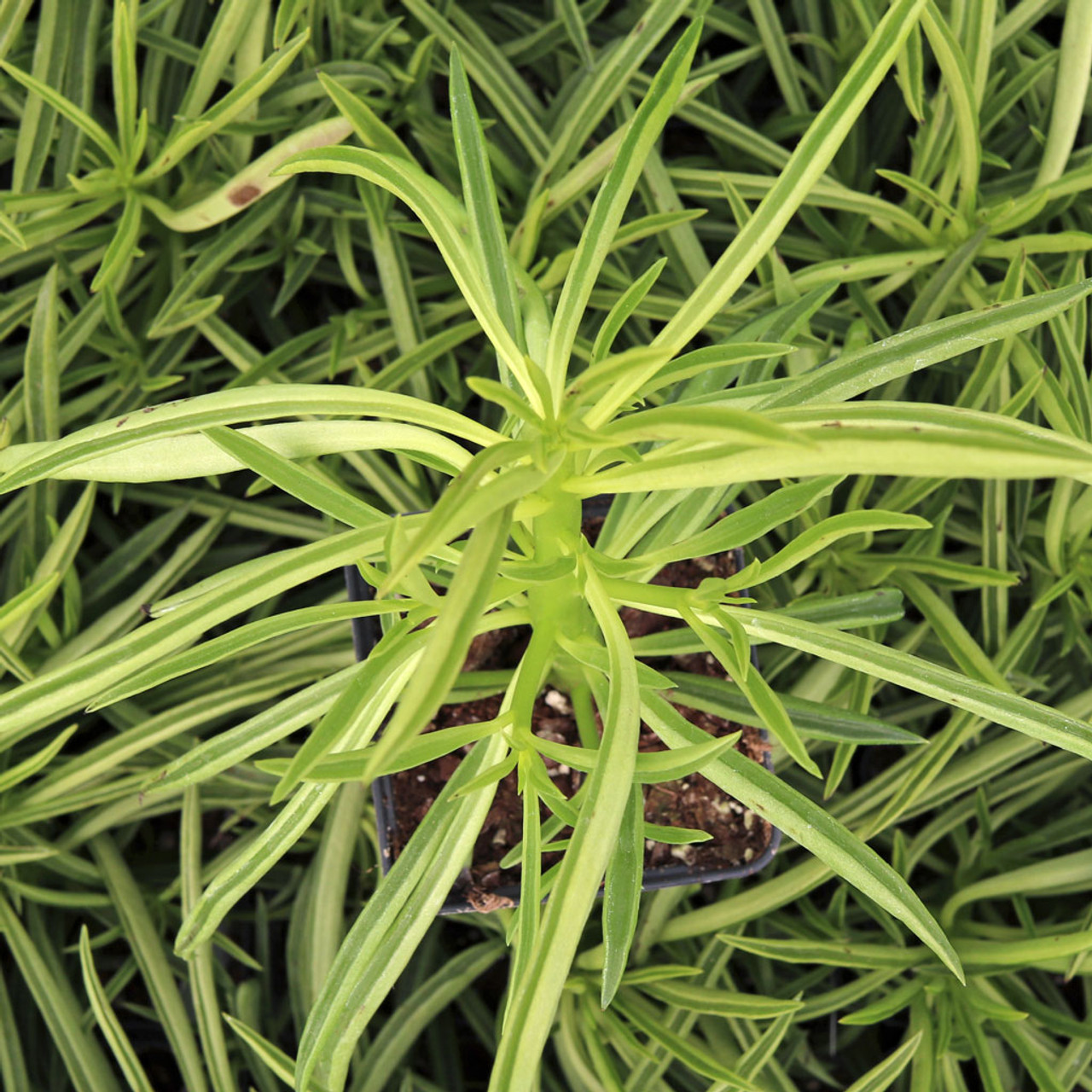 Peperomia Ferreyrae
