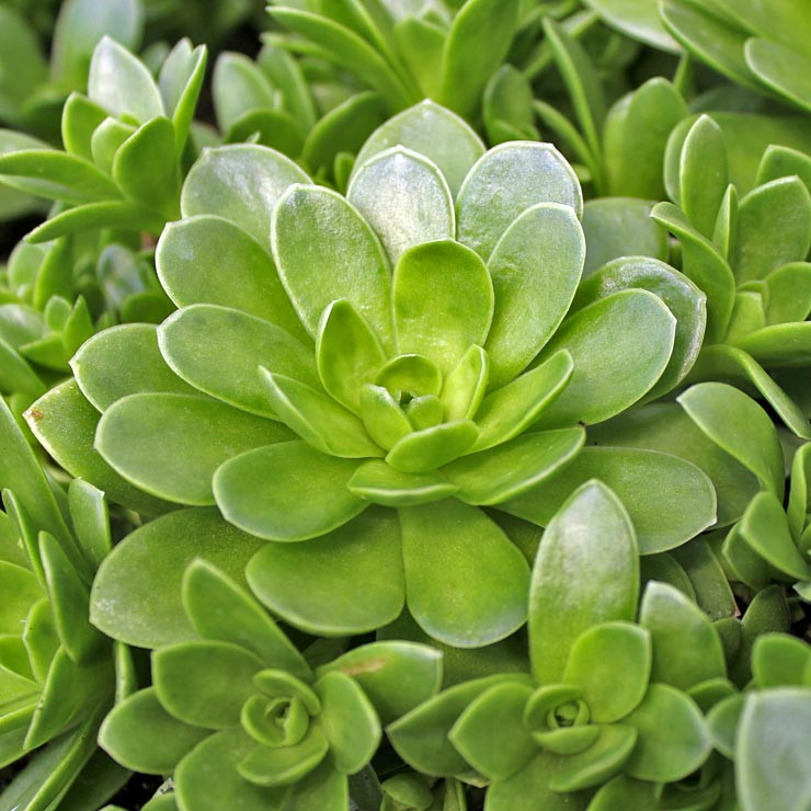 Orostachys malacophylla - Green Dunce Cap | MCG