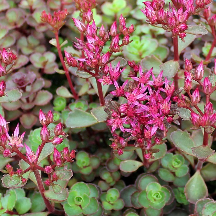 Sedum spurium 'Voodoo' - Sedum (Stonecrop)