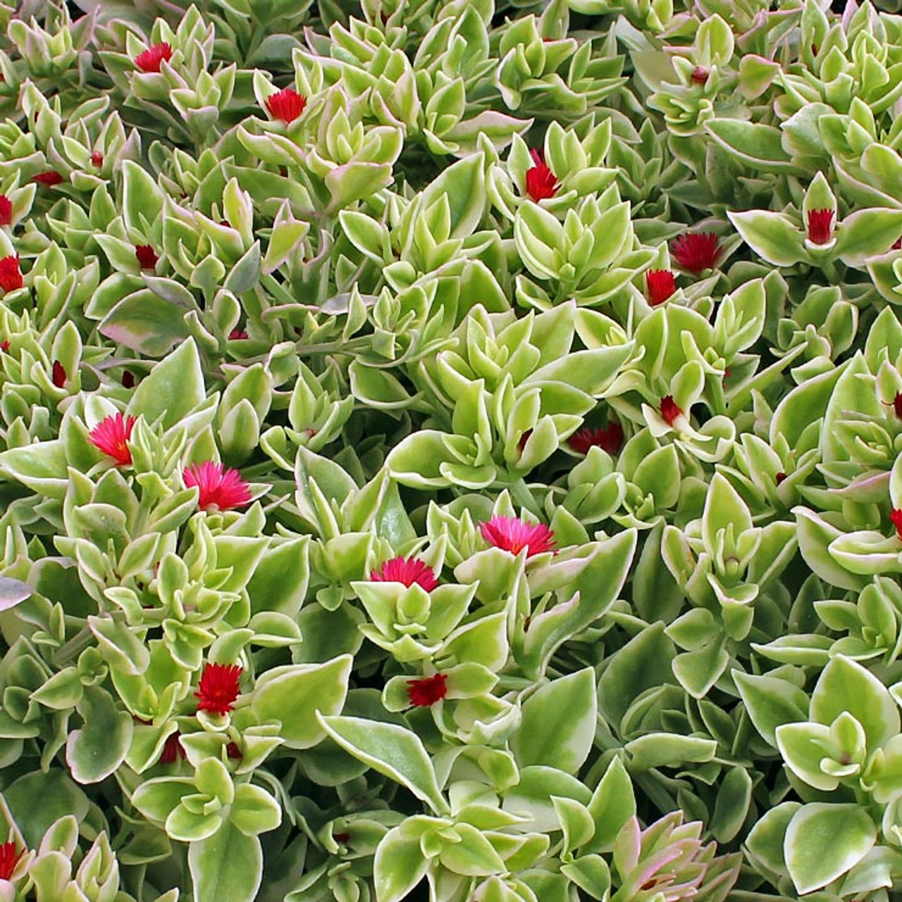 Mesembryanthemum Crystal Heartleaf Ice Plant Mcg