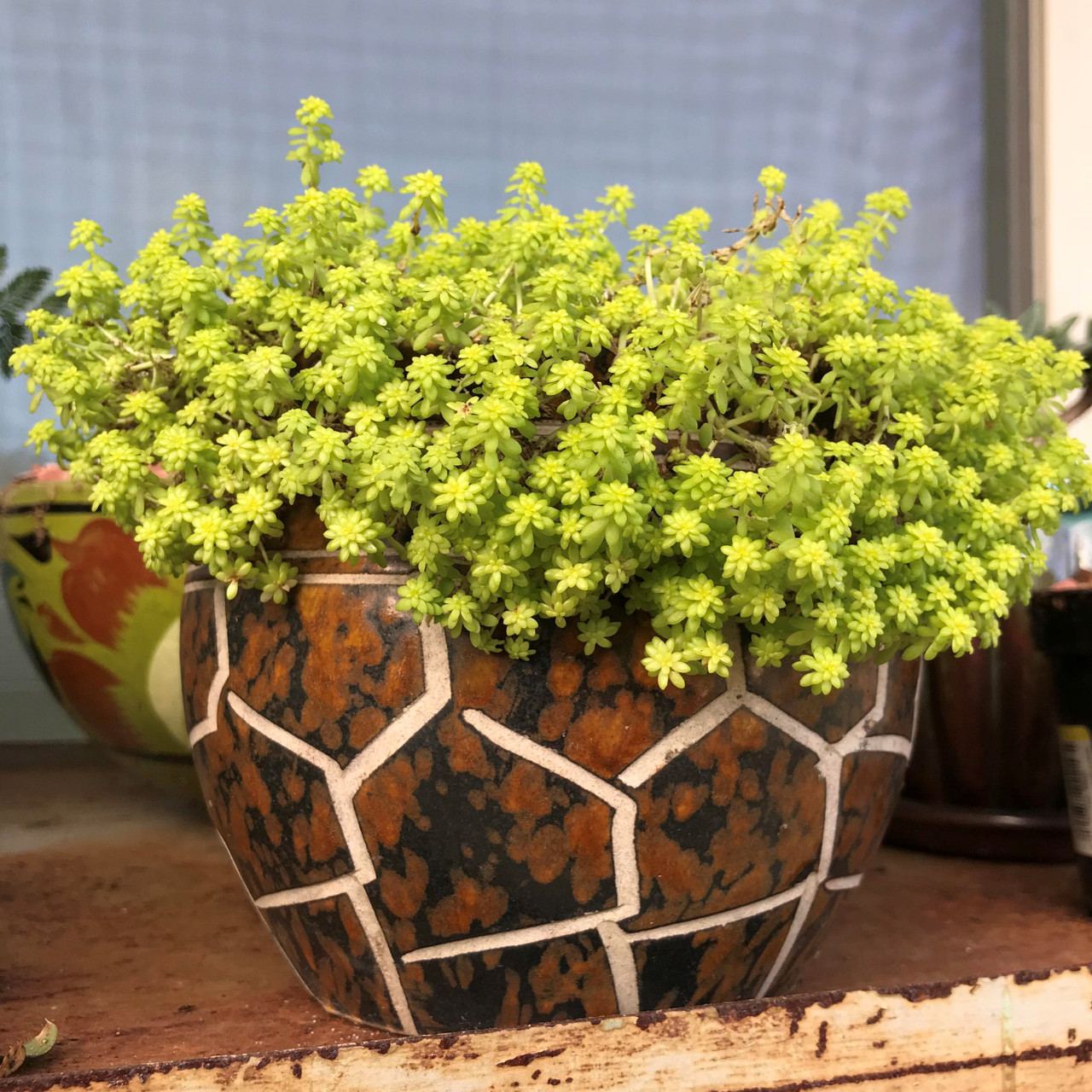 Red Succulent Plants Sedum Japonicum 'Tokyo Sun' Succulent Plant - Live In  2" Pot, Easy-Care Ground Cover Tokidoki Succulent
