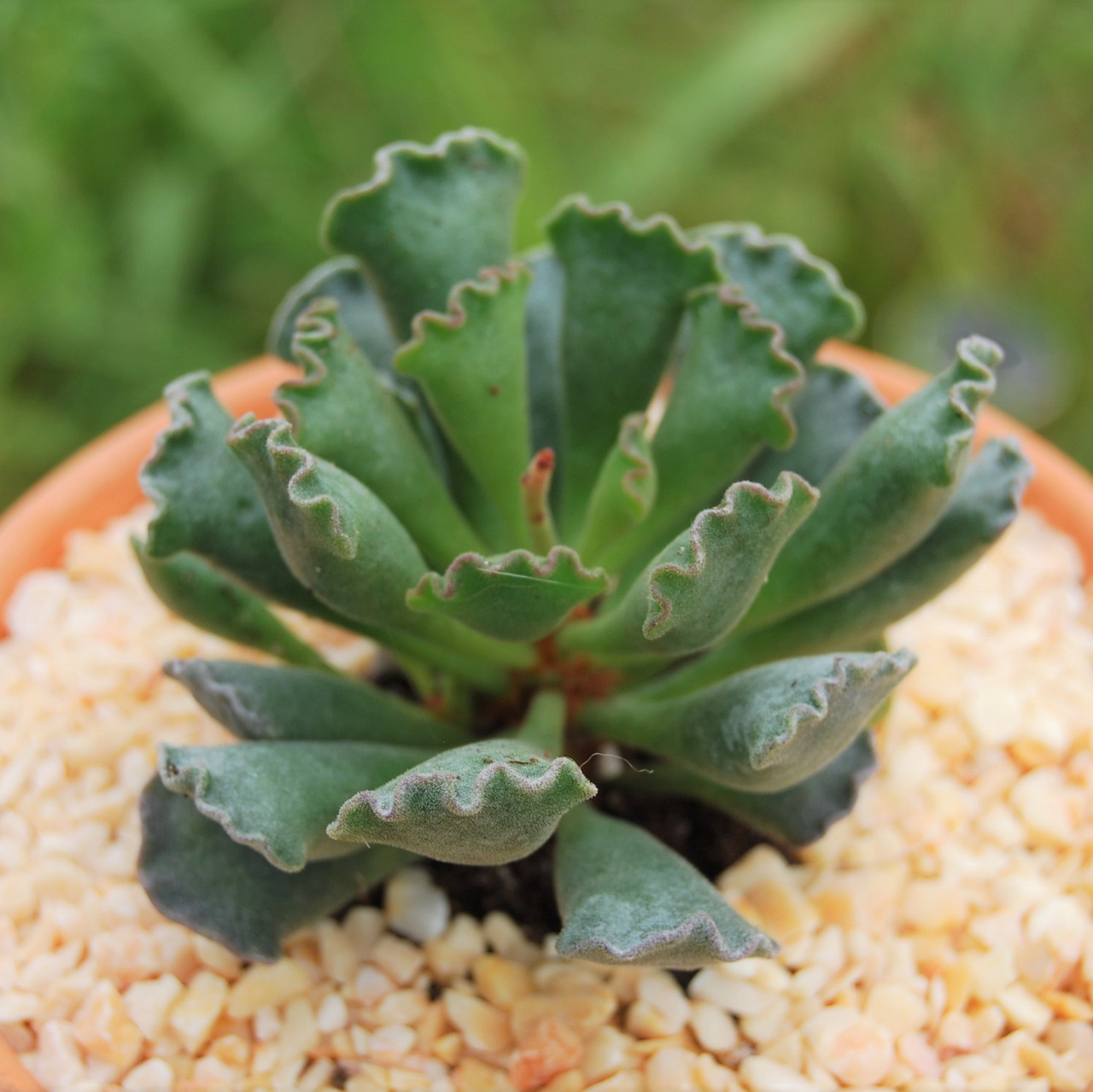 Adromischus cristatus - Crinkle-Leaf Plant | MCG™