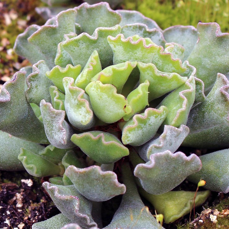 Adromischus cristatus - Crinkle-Leaf Plant | MCG™