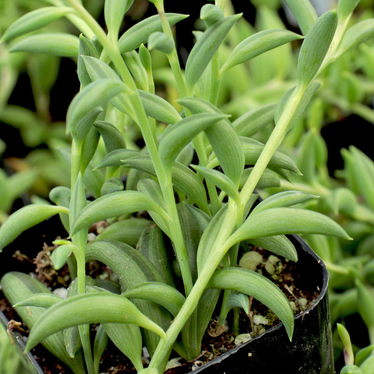 Rhipsalis Hatiora Salicornioides, String of Pearls, Donkey Tail 