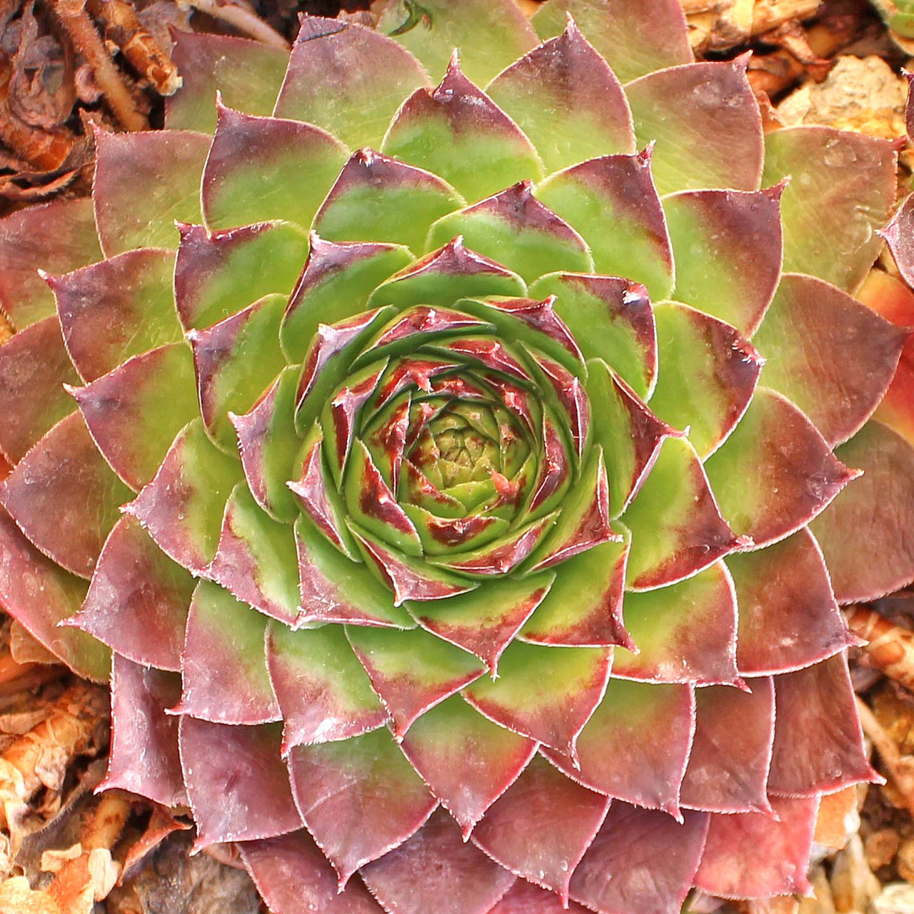 Sempervivum 'Pluto' | Mountain Crest Gardens™