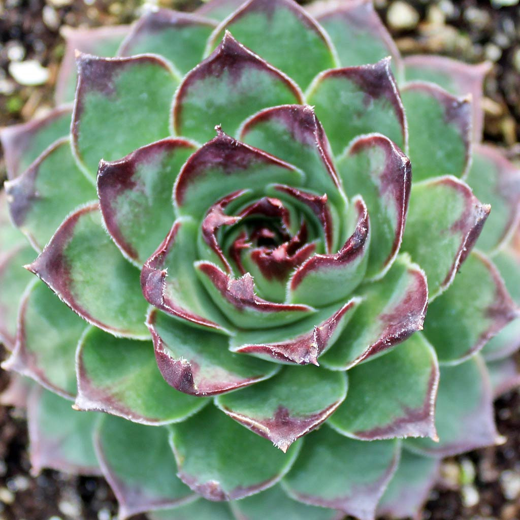 Sempervivum 'Pluto' | Mountain Crest Gardens™