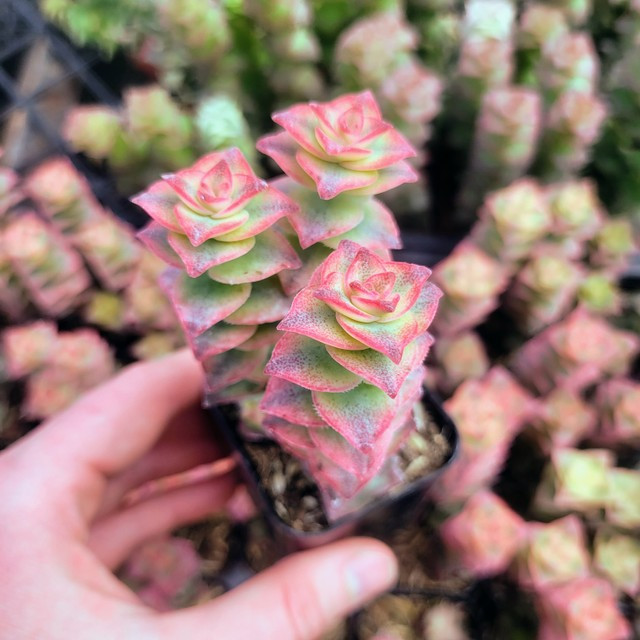 Crassula perforata f. variegata - Variegated String of Buttons