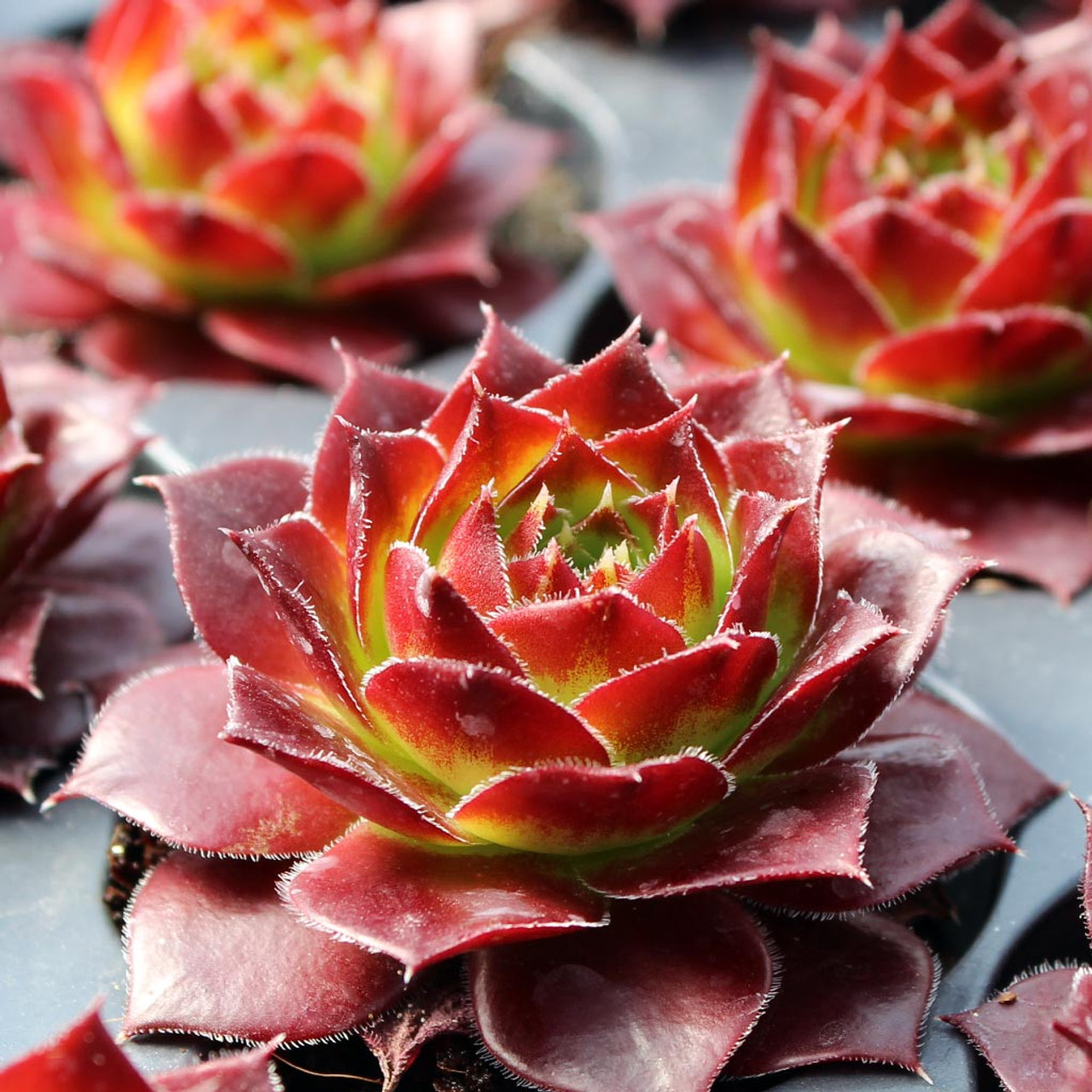 希少 Sempervivum and Jovibarba Sempervivum heuffelii 'Irene' [exclusive] | MCG™