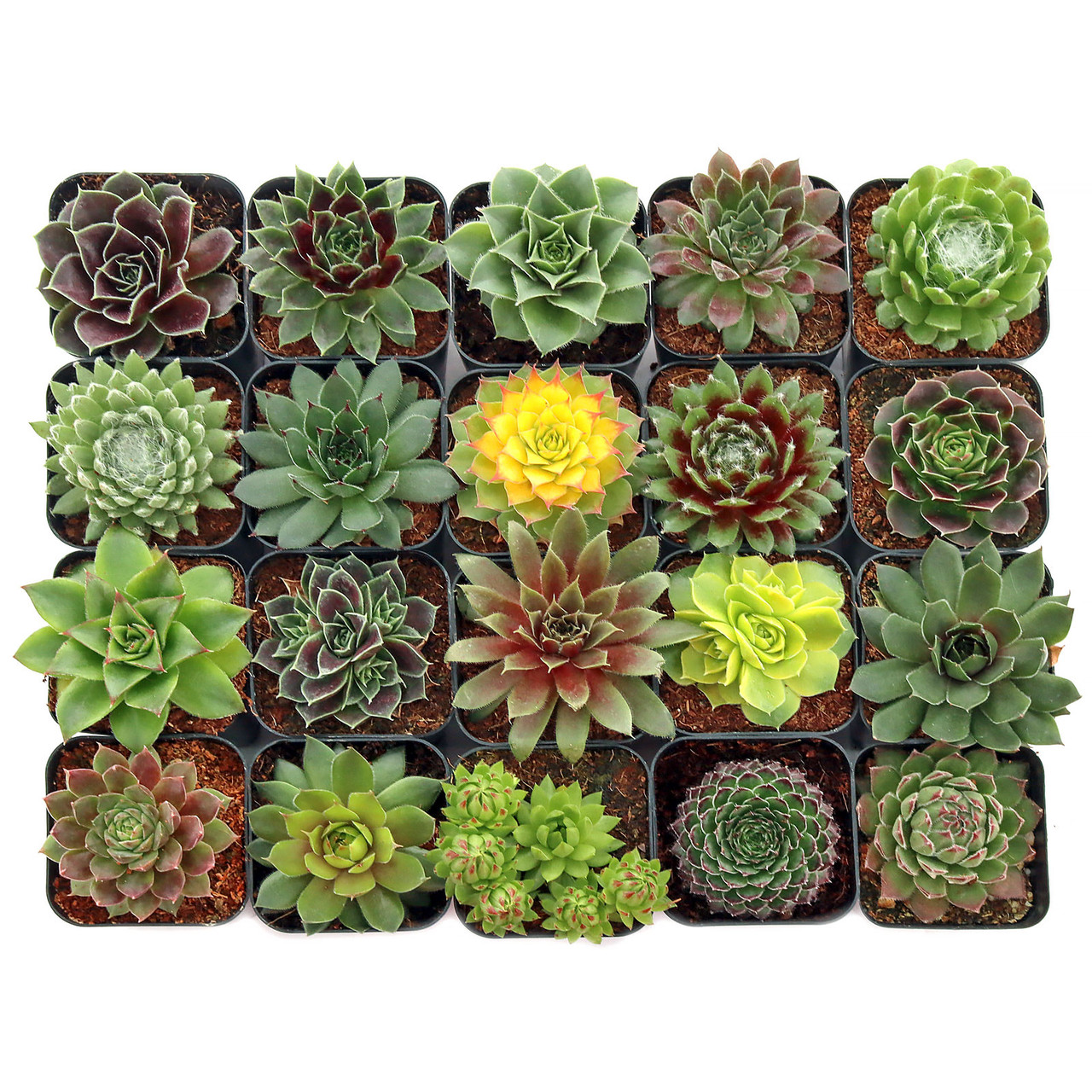 ☆.。.:*Sempervivum 苗セット☆.。.:* Sempervivum Variety Pack (6-20 Plants, 2