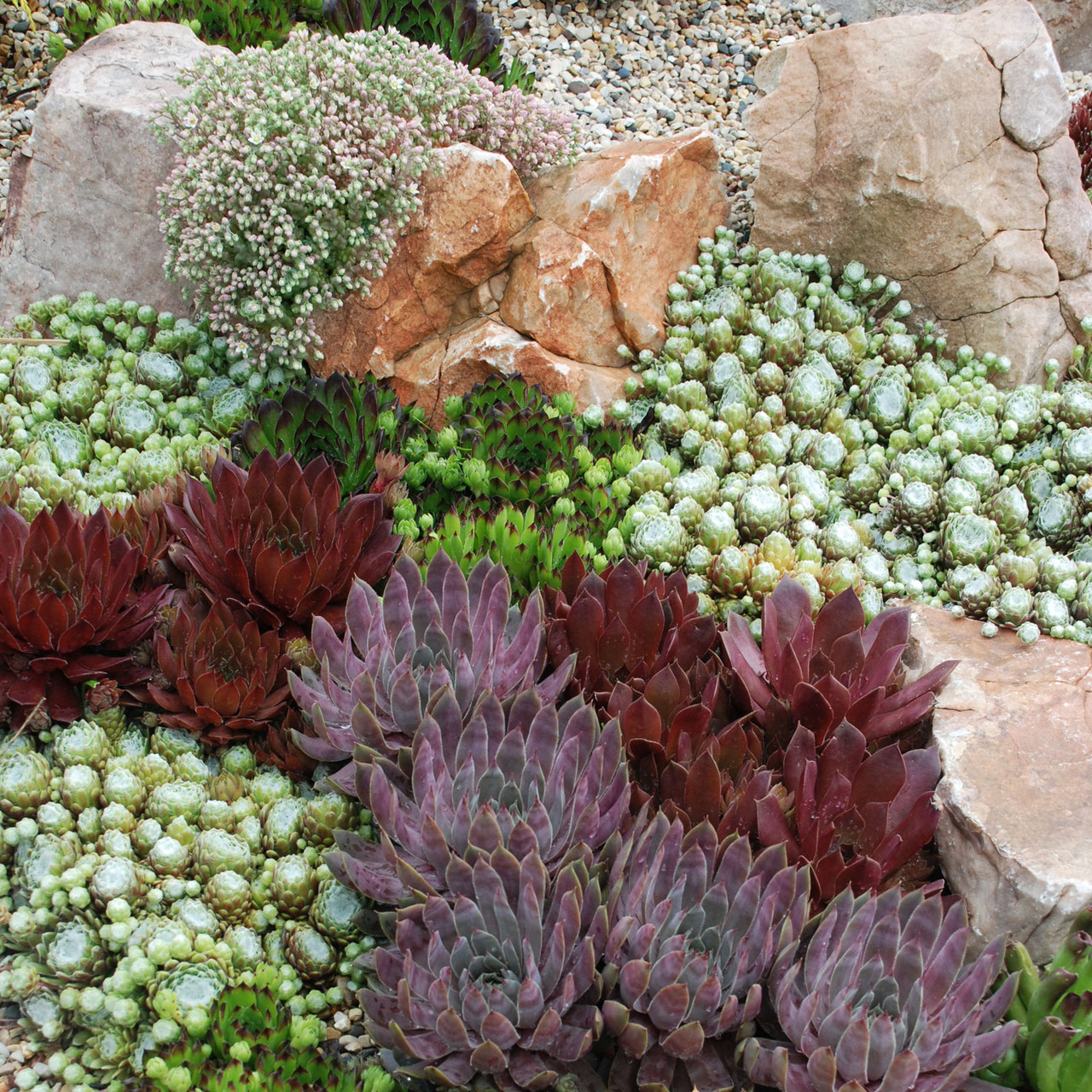 Sempervivum Variety Pack (6-20 Plants, 2