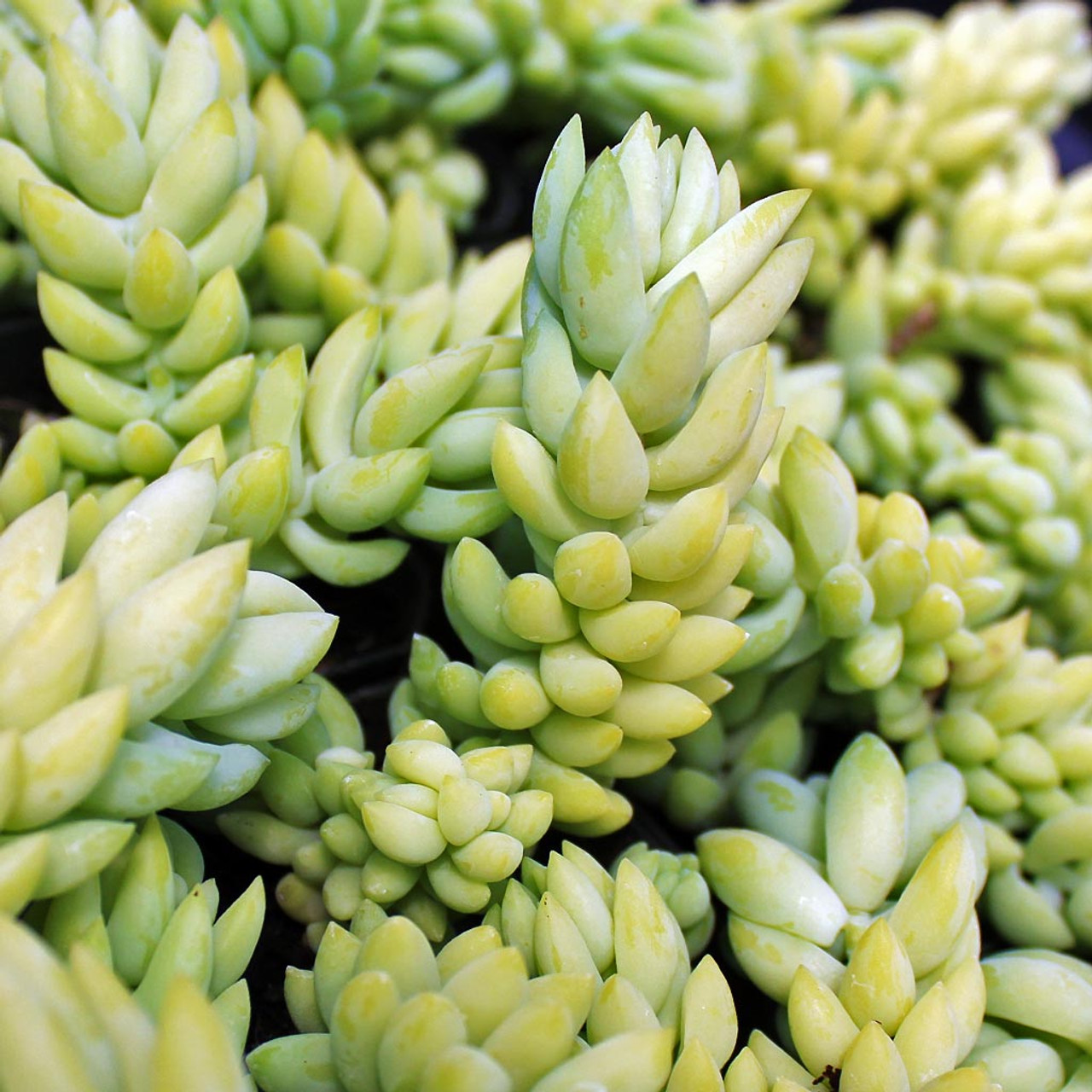 Sedum Burro�s Tail, Donkey�s Tail Mountain