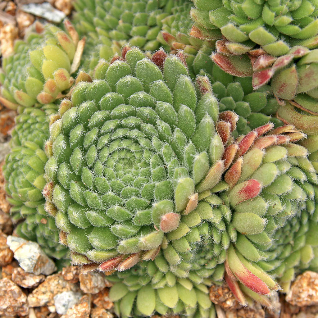 Arachnoideum × Pittonii　センペルビウム　多肉 センペルヴィヴム・アラクノイデウム | 植物写真鑑 Arachnoideum