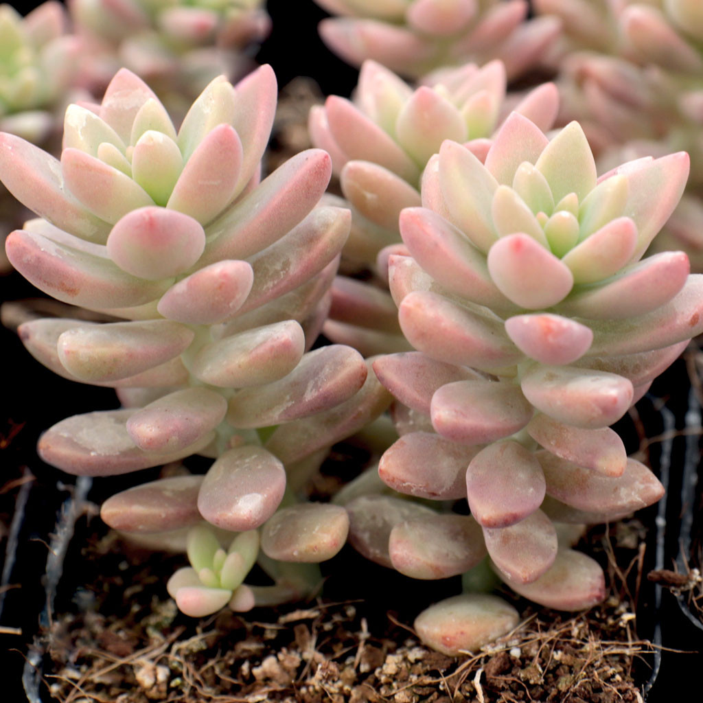 succulent boxes Succulents Box main image 0