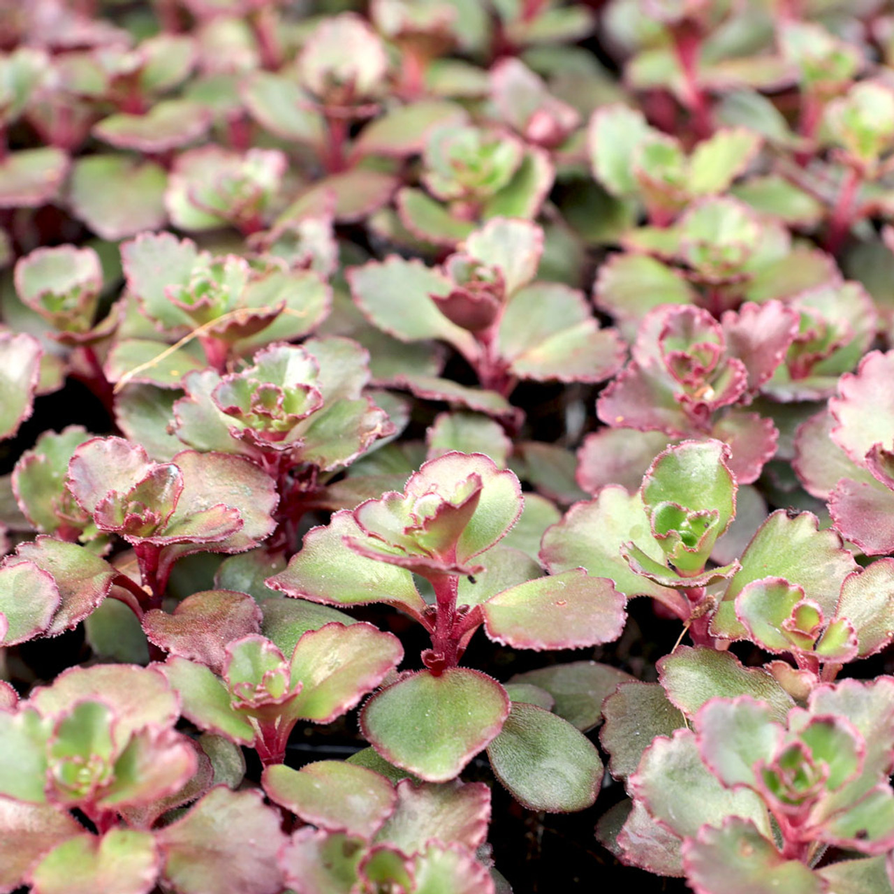 Sedum Spurium Dragon S Blood Mountain Crest Gardens