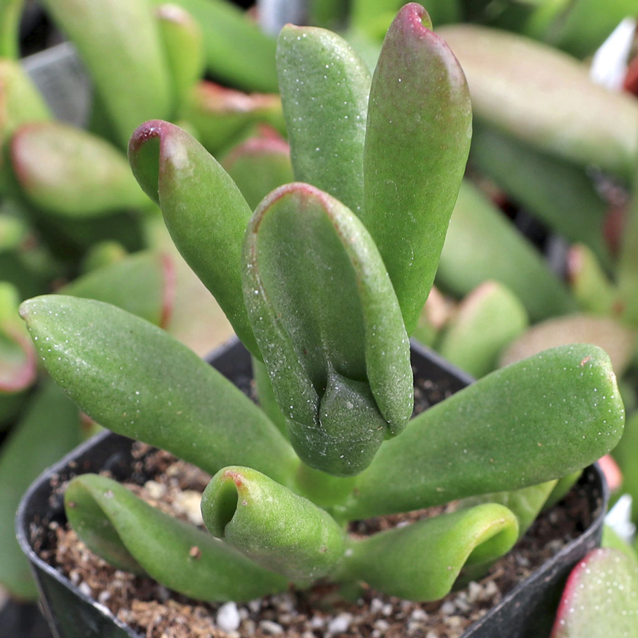 Crassula ovata 'Baby Jade' - Mountain Crest Gardens