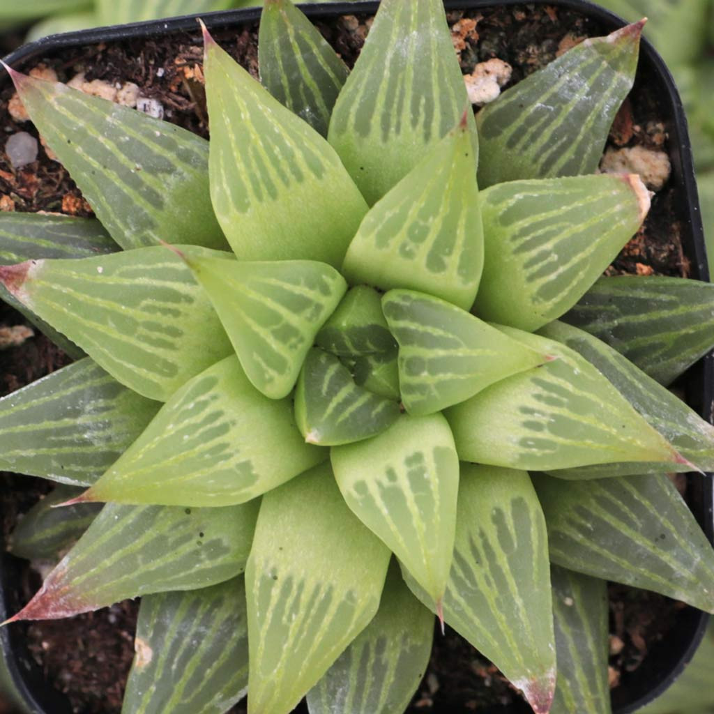 Haworthia retusa f. geraldii - Mountain Crest Gardens