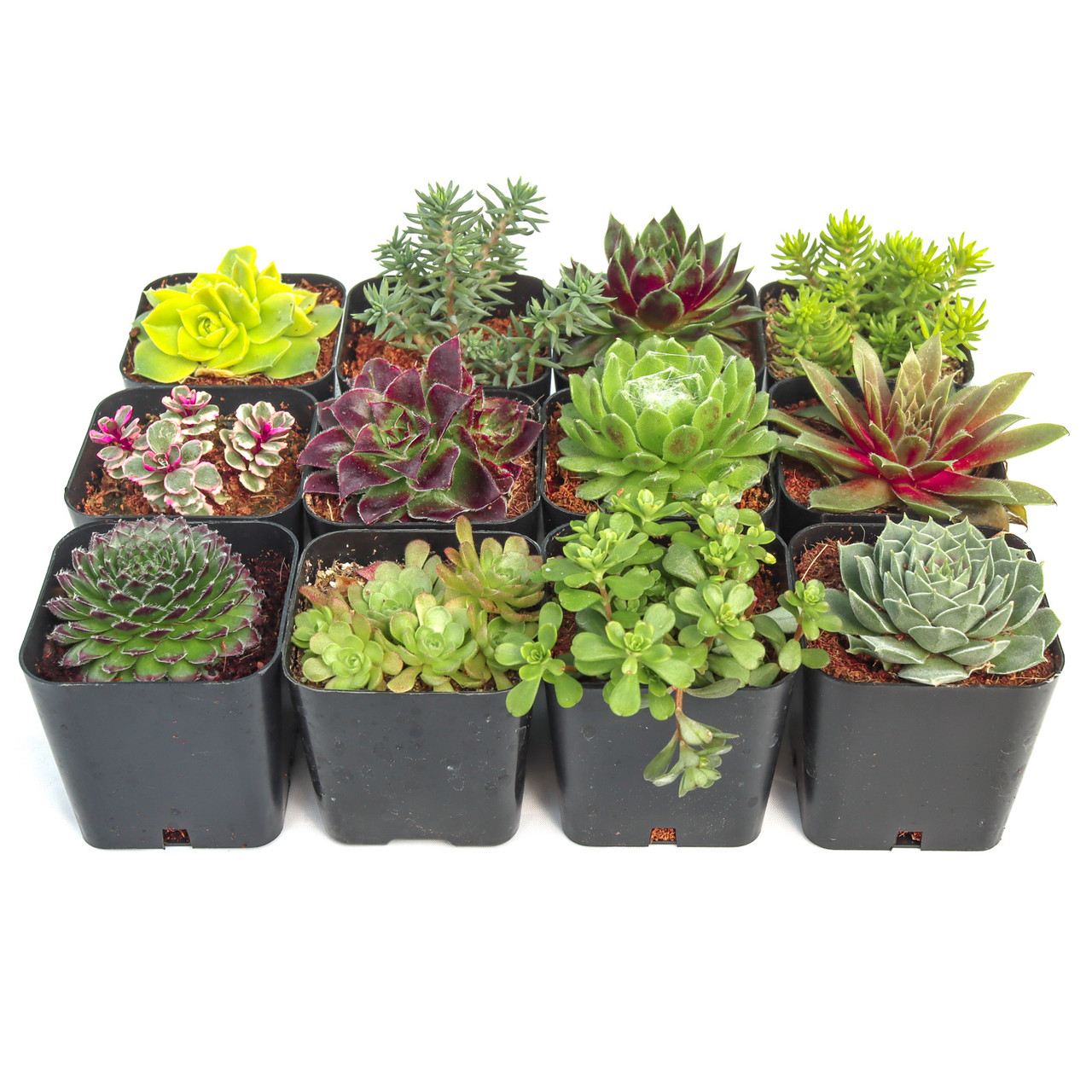 Hardy Outdoor Succulents Variety Pack (6-20 Plants, 2