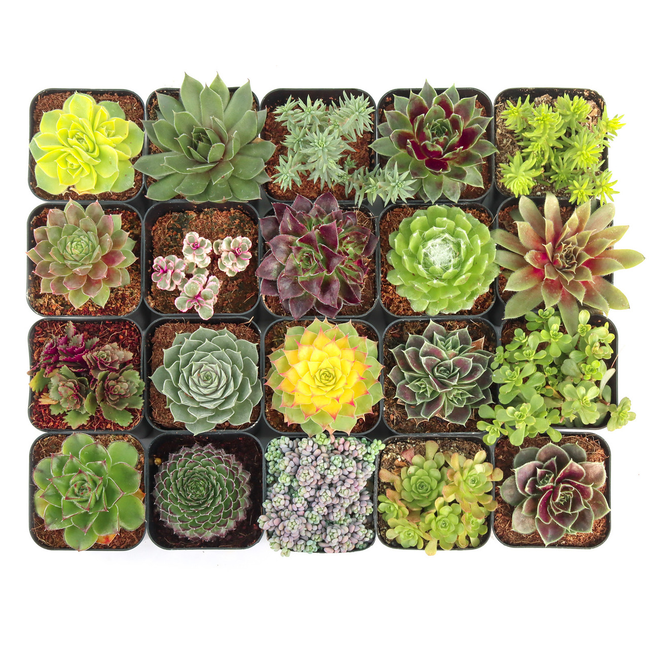 Hardy Outdoor Succulents Variety Pack (6-20 Plants, 2
