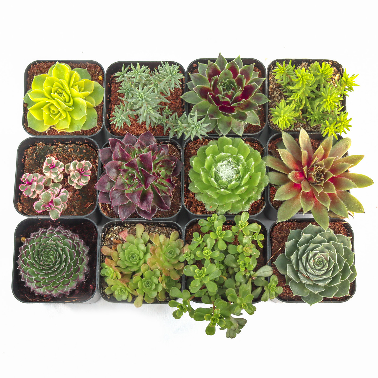 Hardy Outdoor Succulents Variety Pack (6-20 Plants, 2