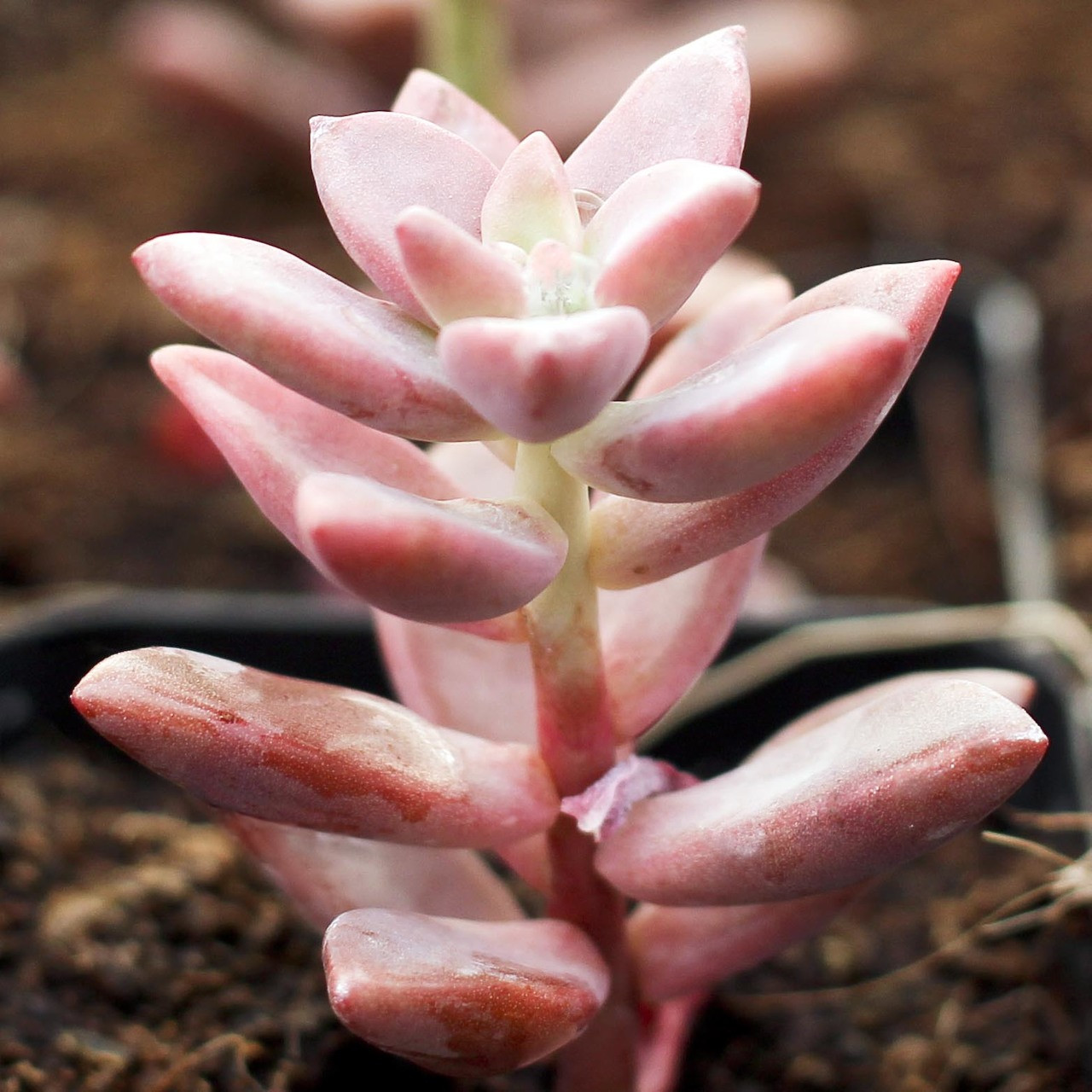 The Niche Nursery: Coarse Sand is Horticultural Gold.