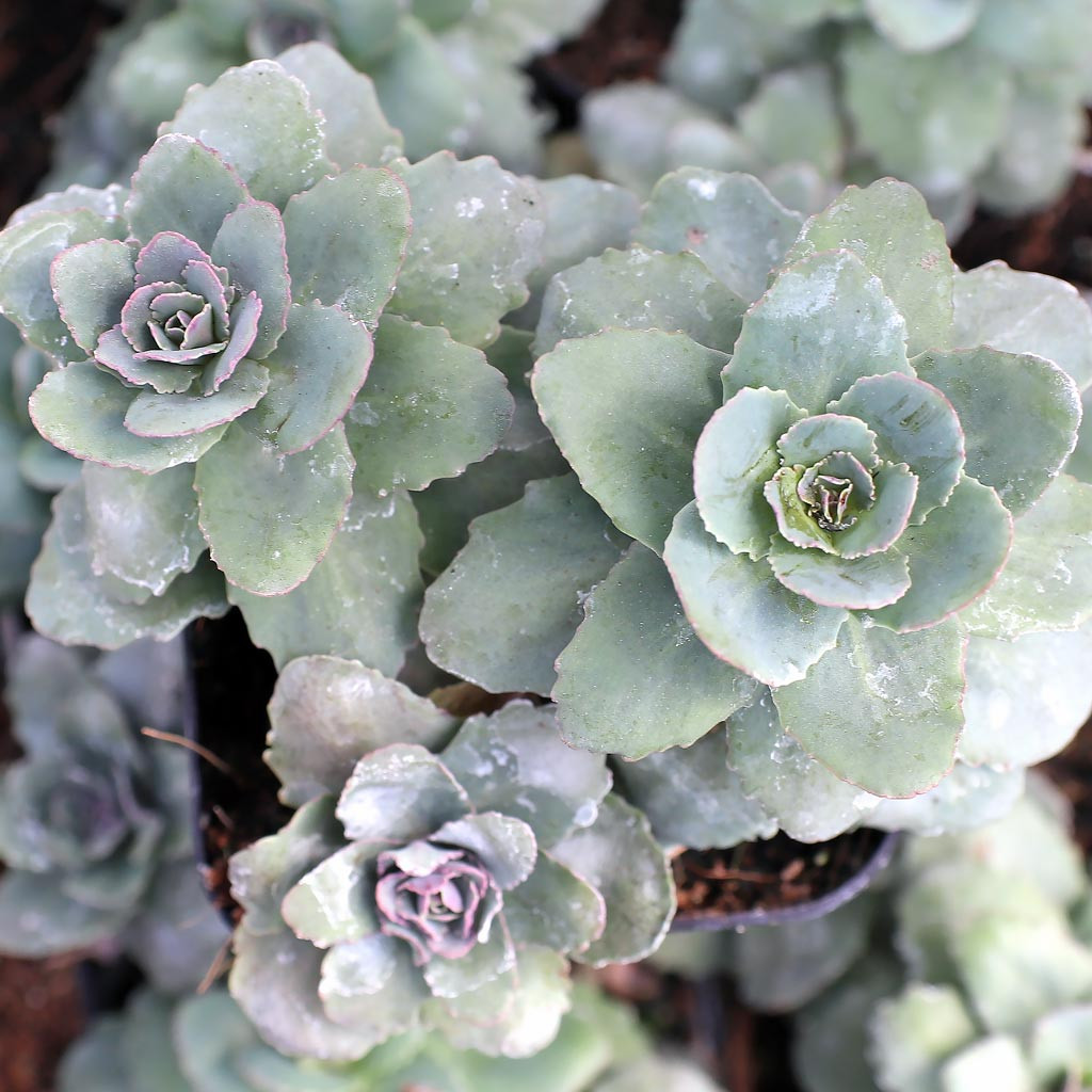 TERRA NOVA® Sedum &lsquo;Rosetta&rsquo; - Mountain Crest Gardens