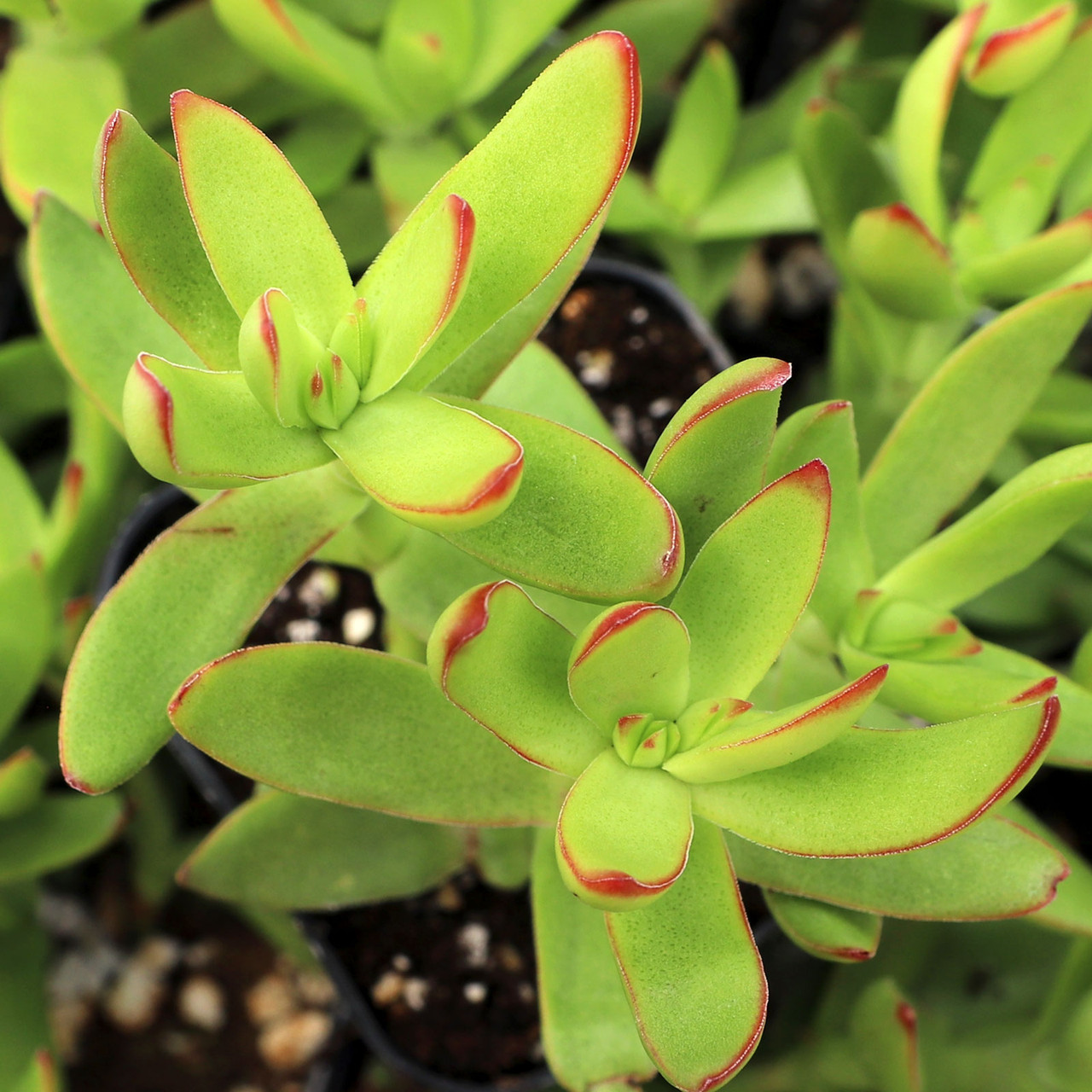 Crassula rubricaulis  Mountain Crest Gardens™