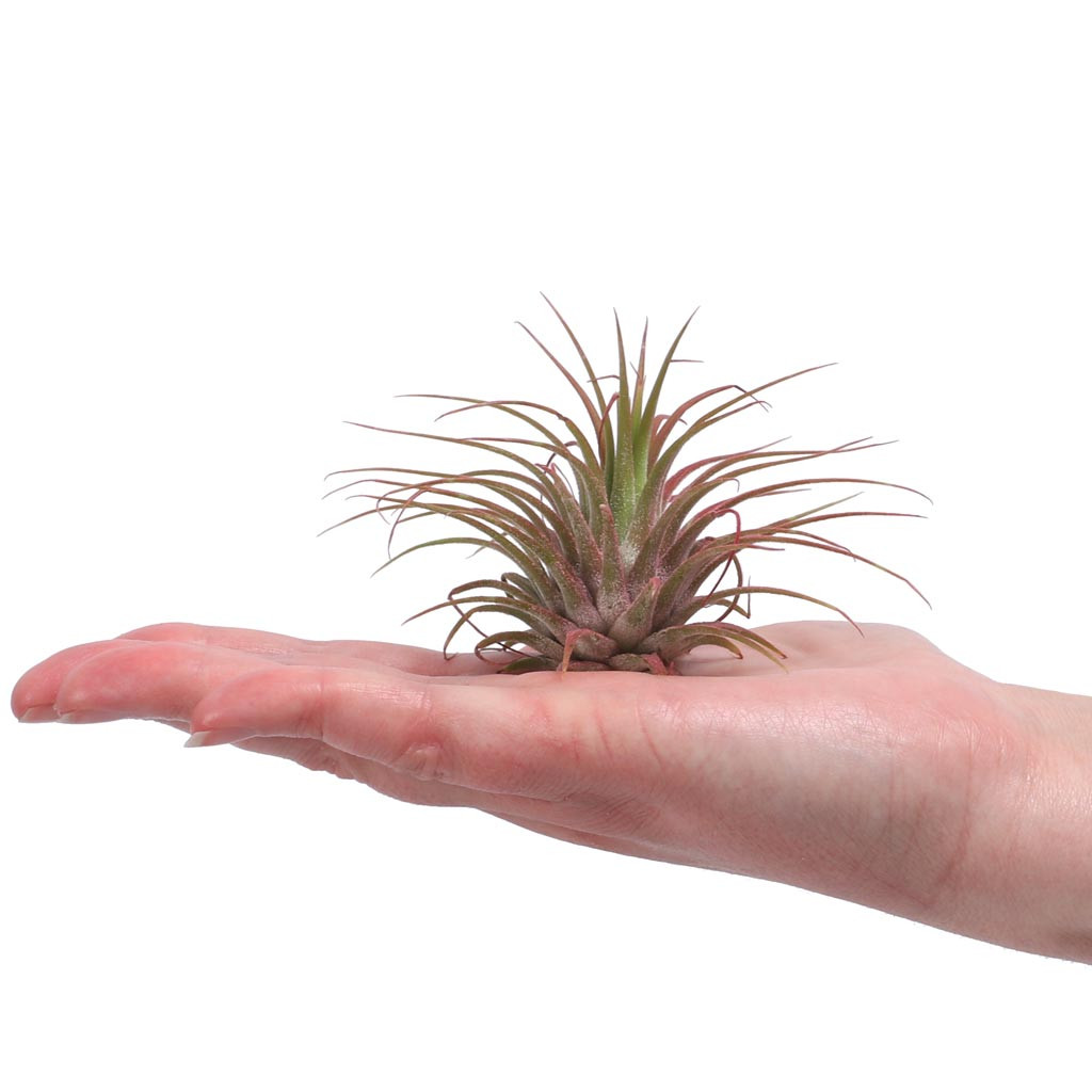 Air Plant - Tillandsia ionantha red, 2.0-3.0