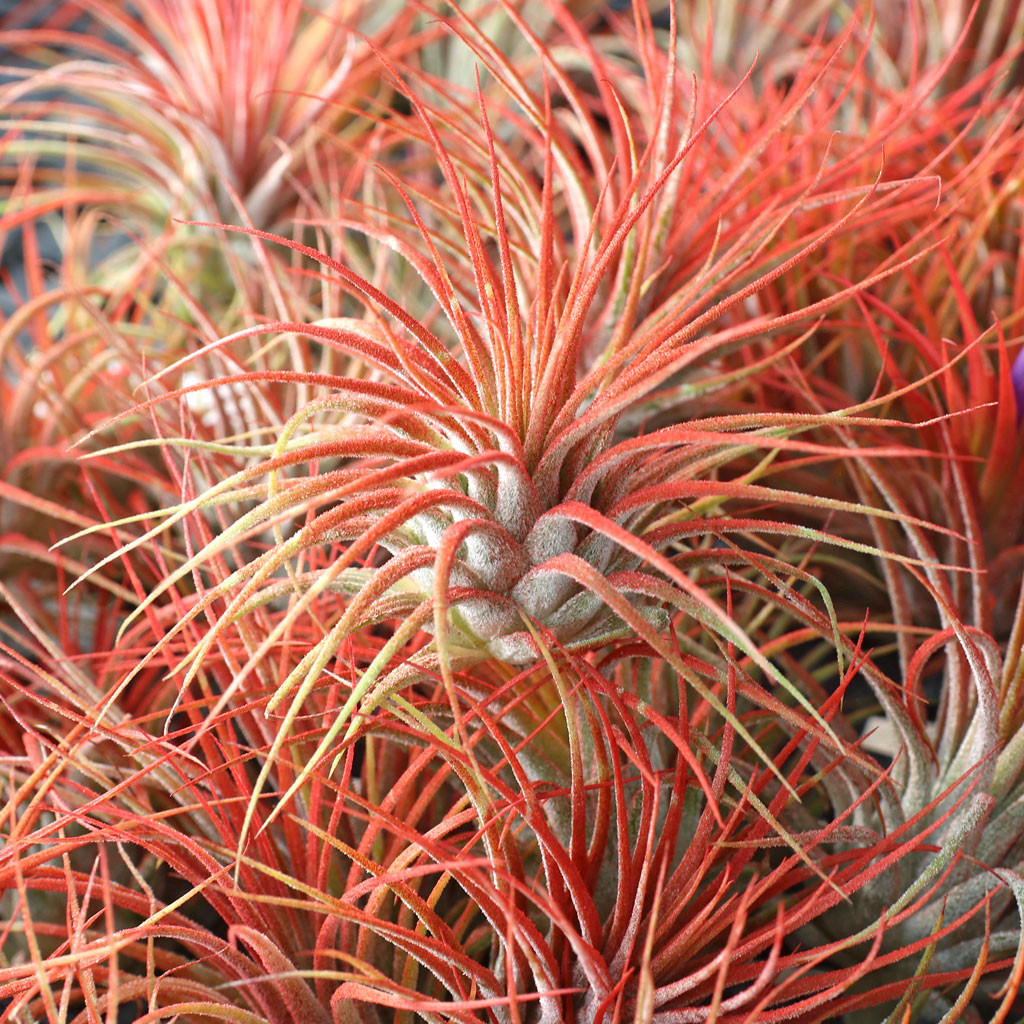 10 Small Ionantha Rubra Air Plants – Bulk Wholesale Tillandsia, Flowering Size, Indoor/Outdoor