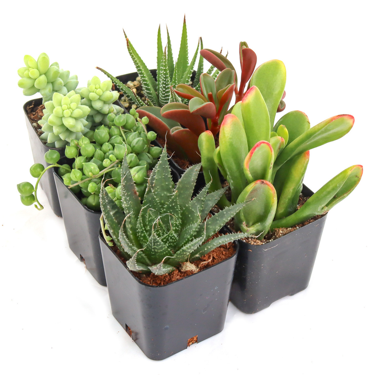 Easy Indoor Succulents Variety Pack (6-20 Plants, 2